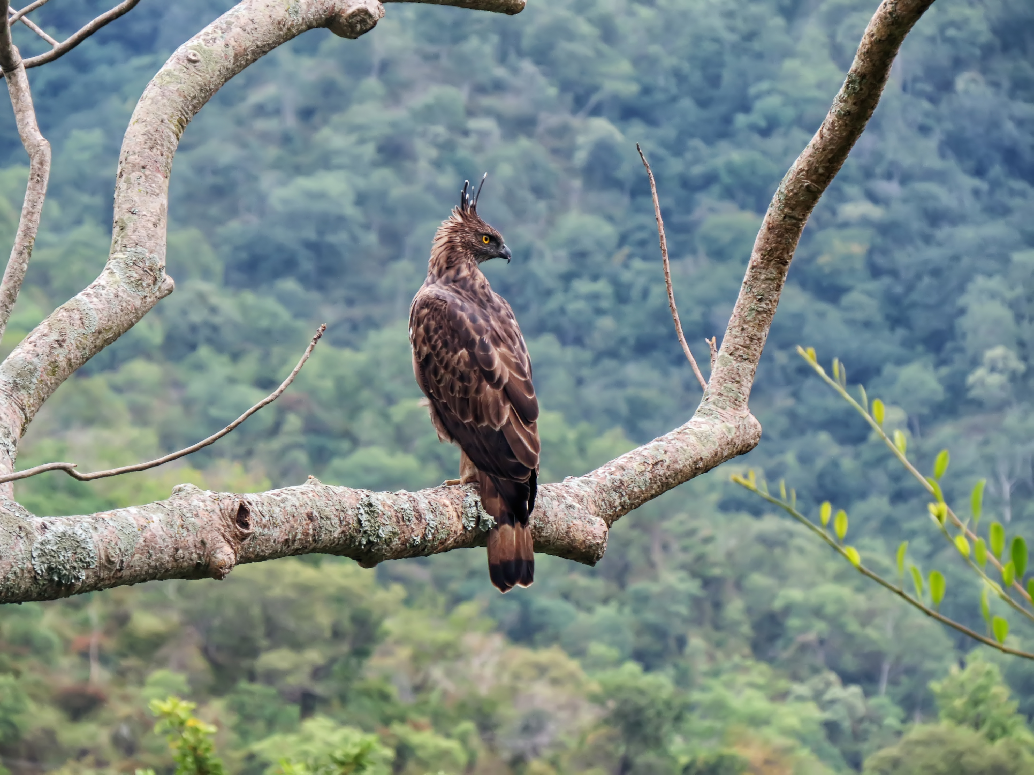 Changable Hawk-eagle Bhavani AJTJ IMG 8853