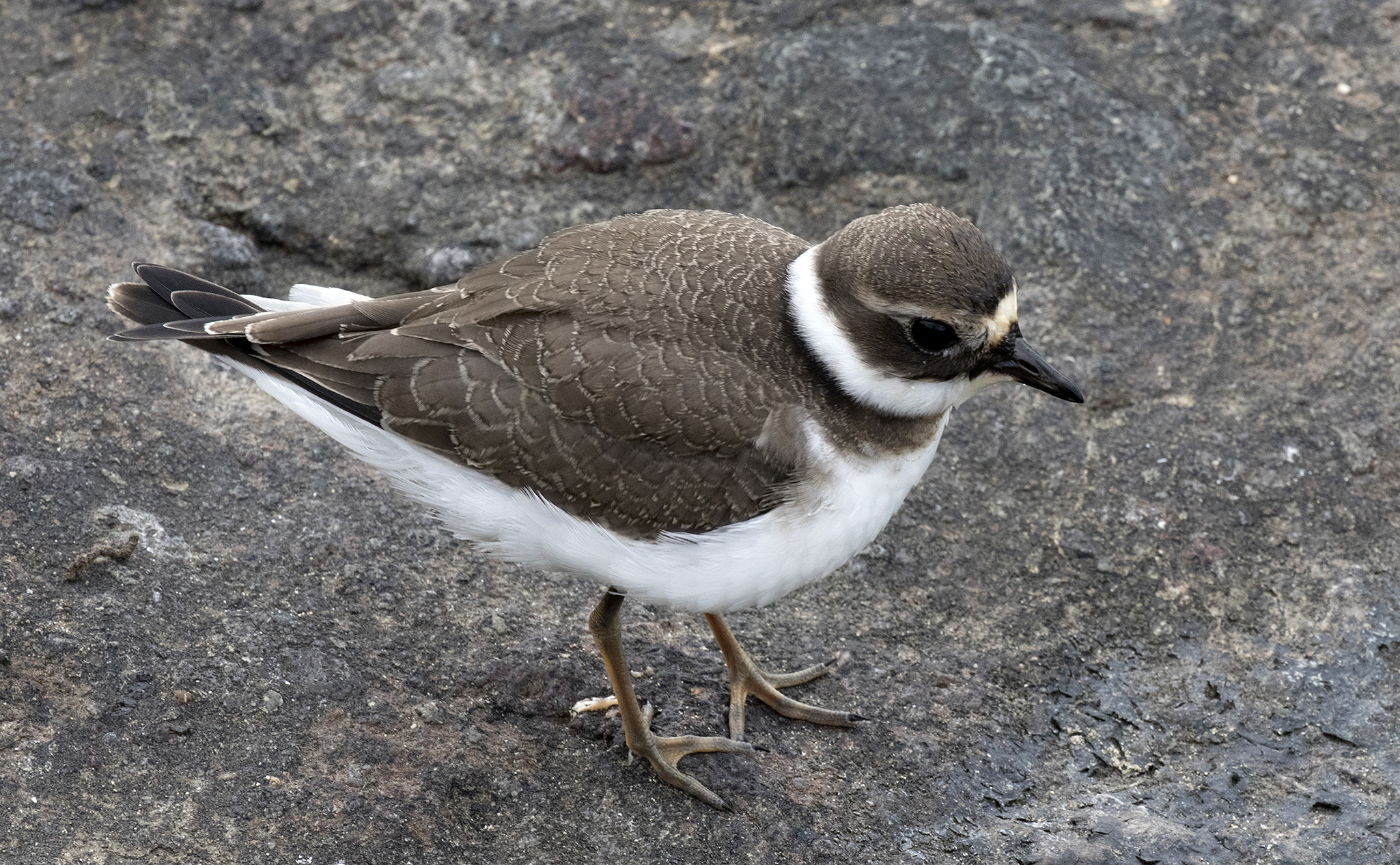 Charadrius dubius - Little ringed plover 01-16