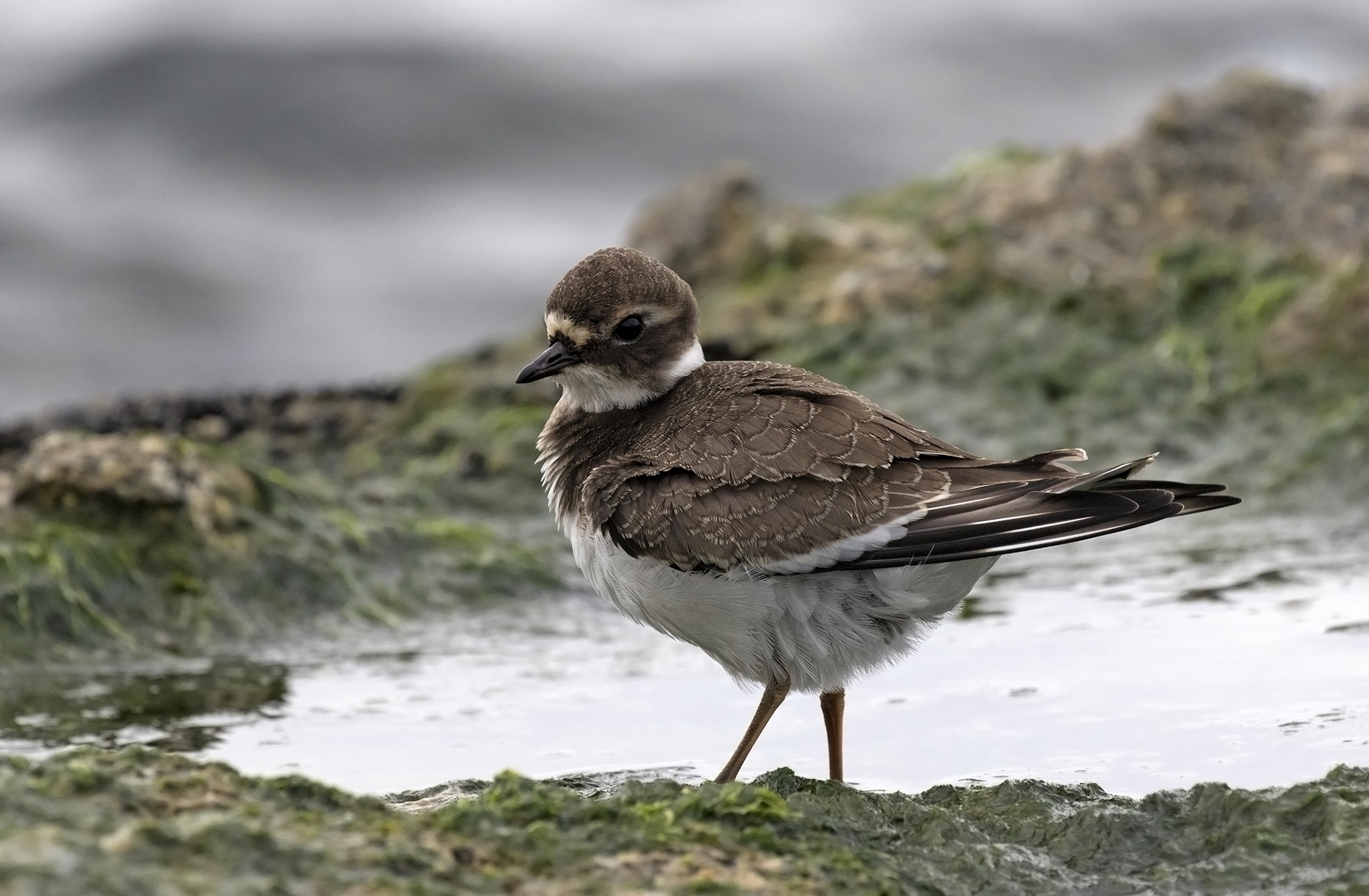 Charadrius dubius - Little ringed plover 01-21
