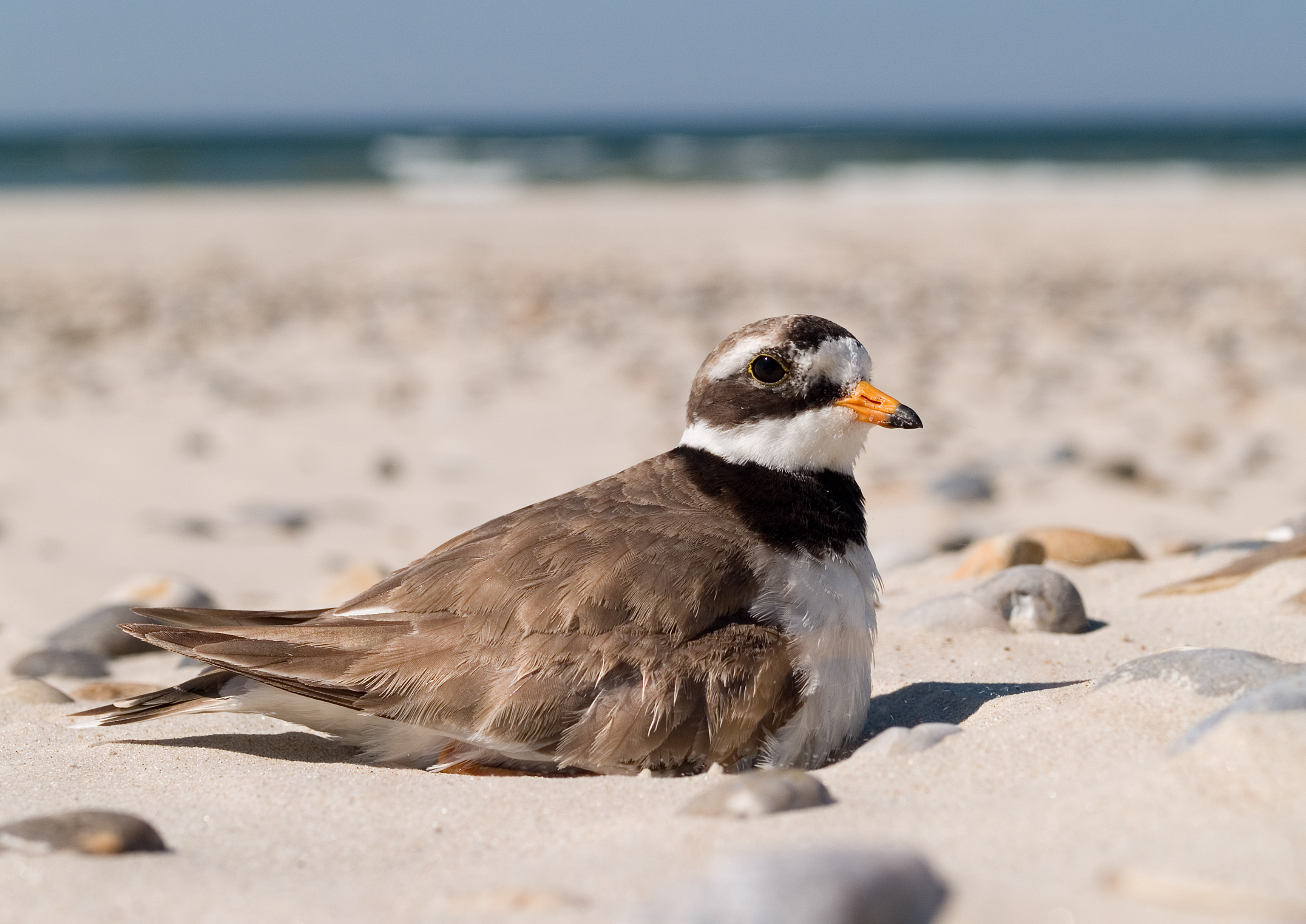 Charadrius hiaticula 2 breeding