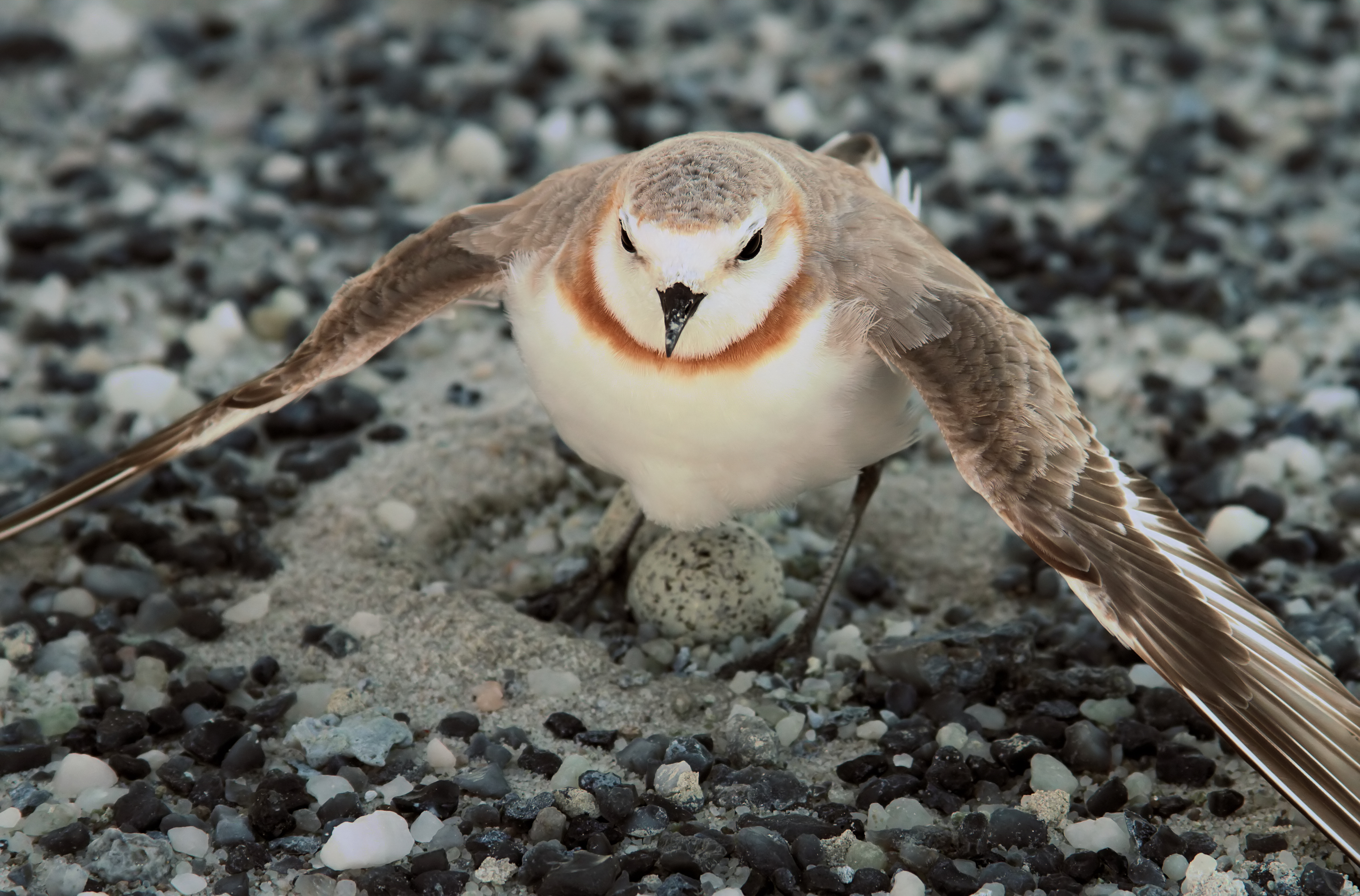Chestnutbandedplover