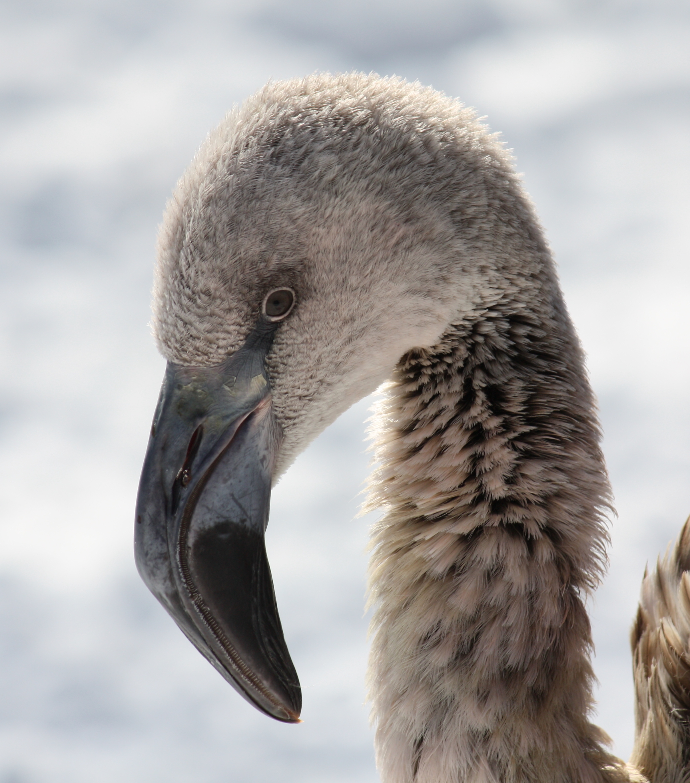 ChileanFlamingo2010 2