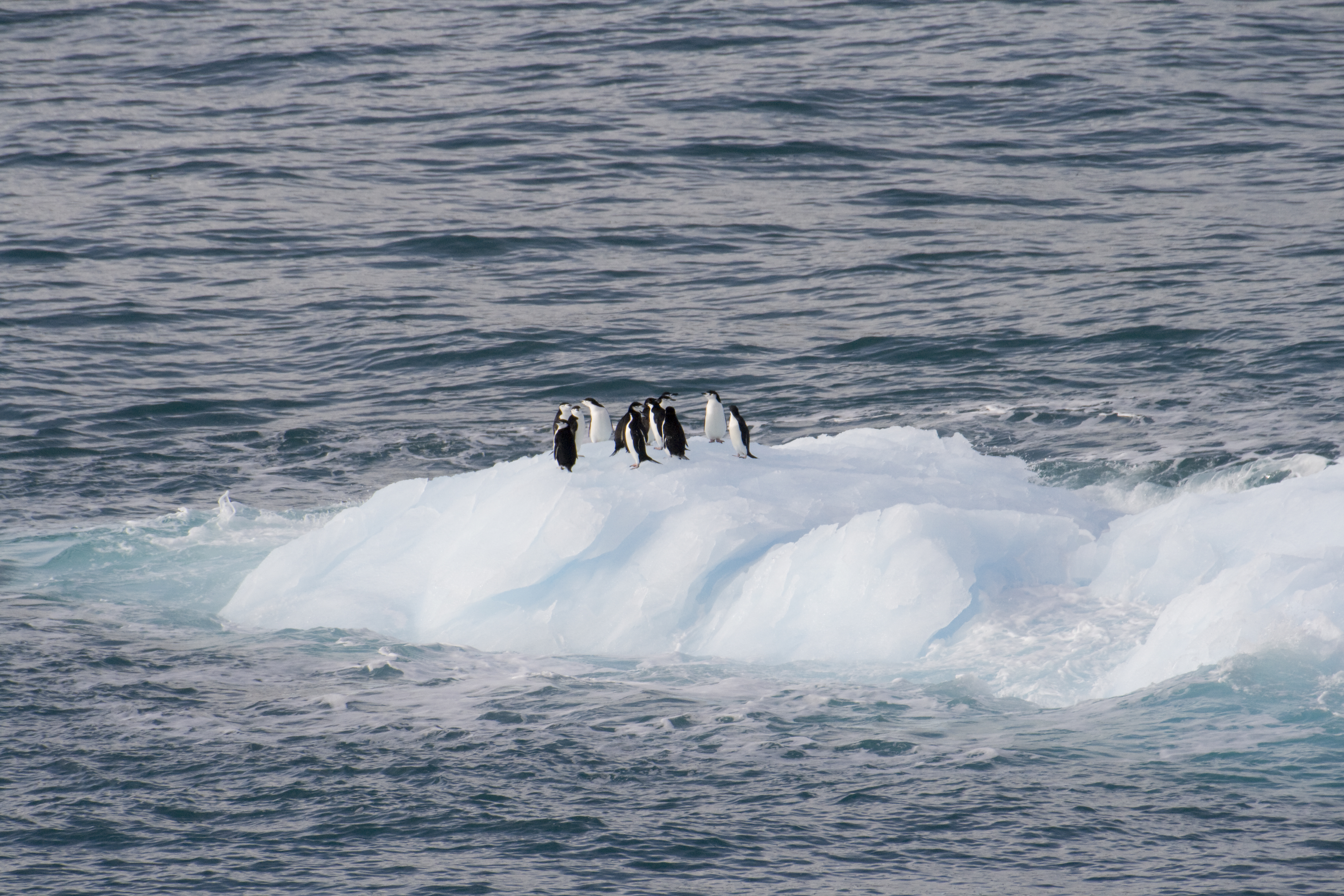 Chinstrappenguinsoniceberg