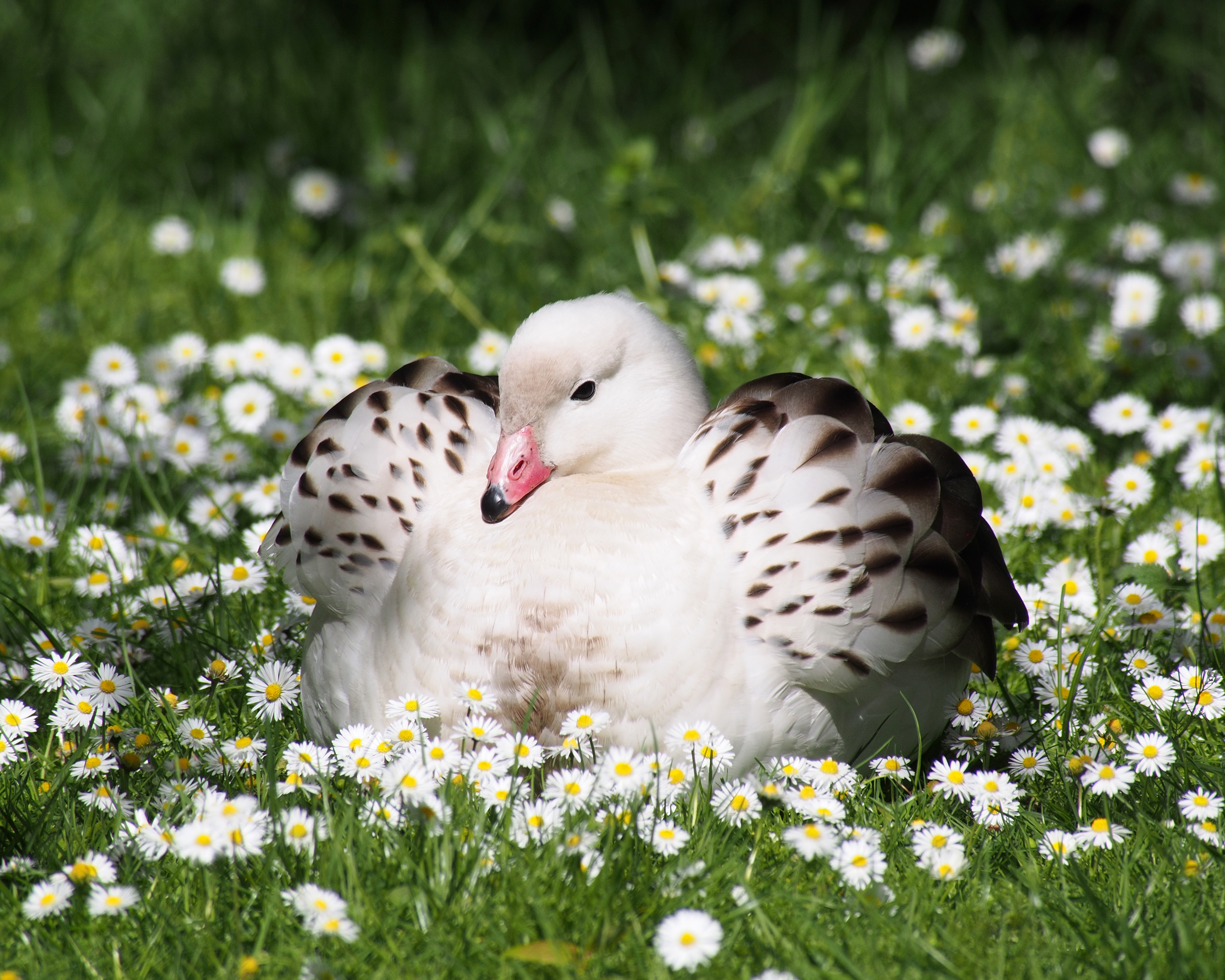 Chloephaga melanoptera sat in daisies