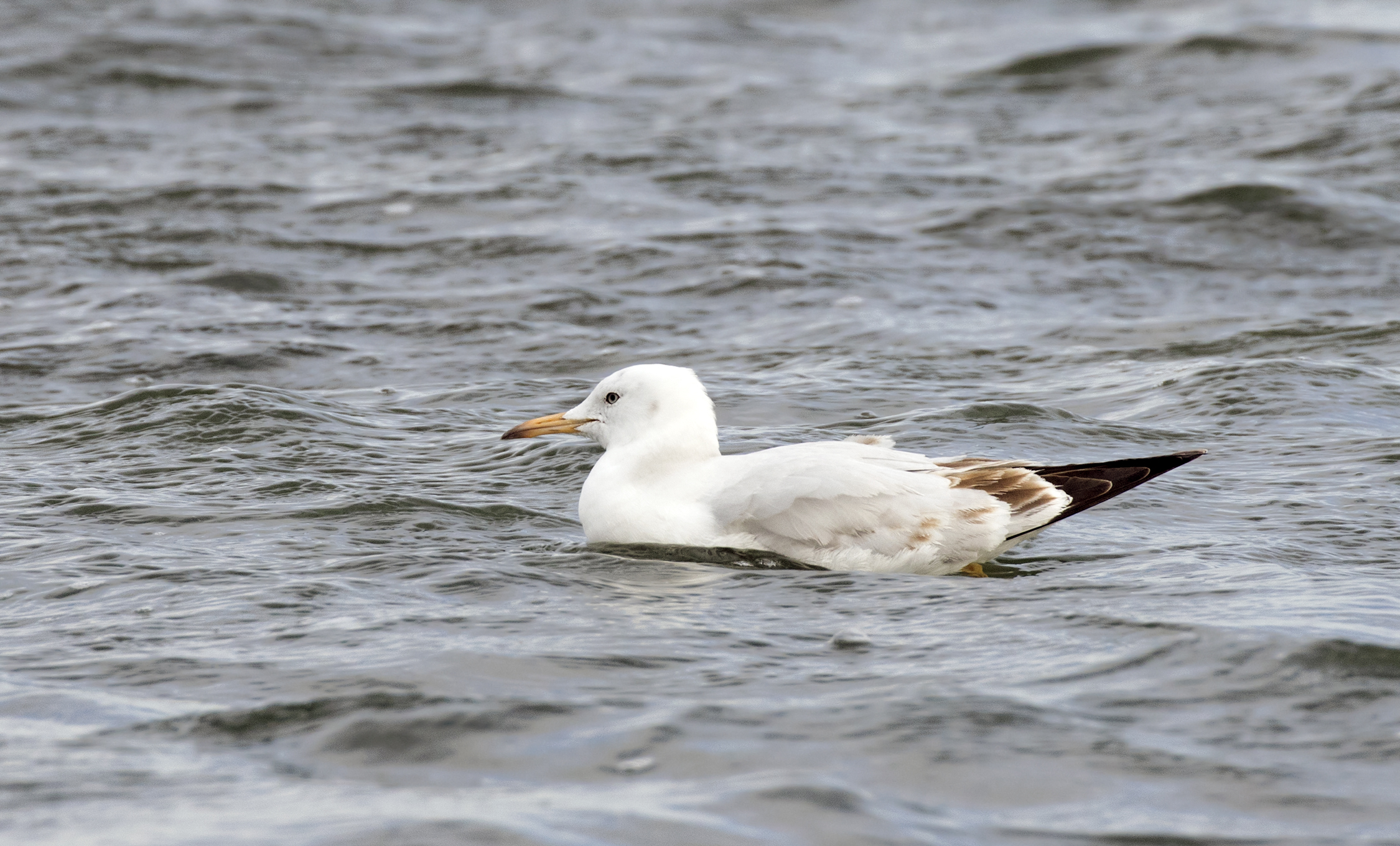 Chroicocephalus genei - Slender-billed Gull, Adana 2016-12-17 02-4
