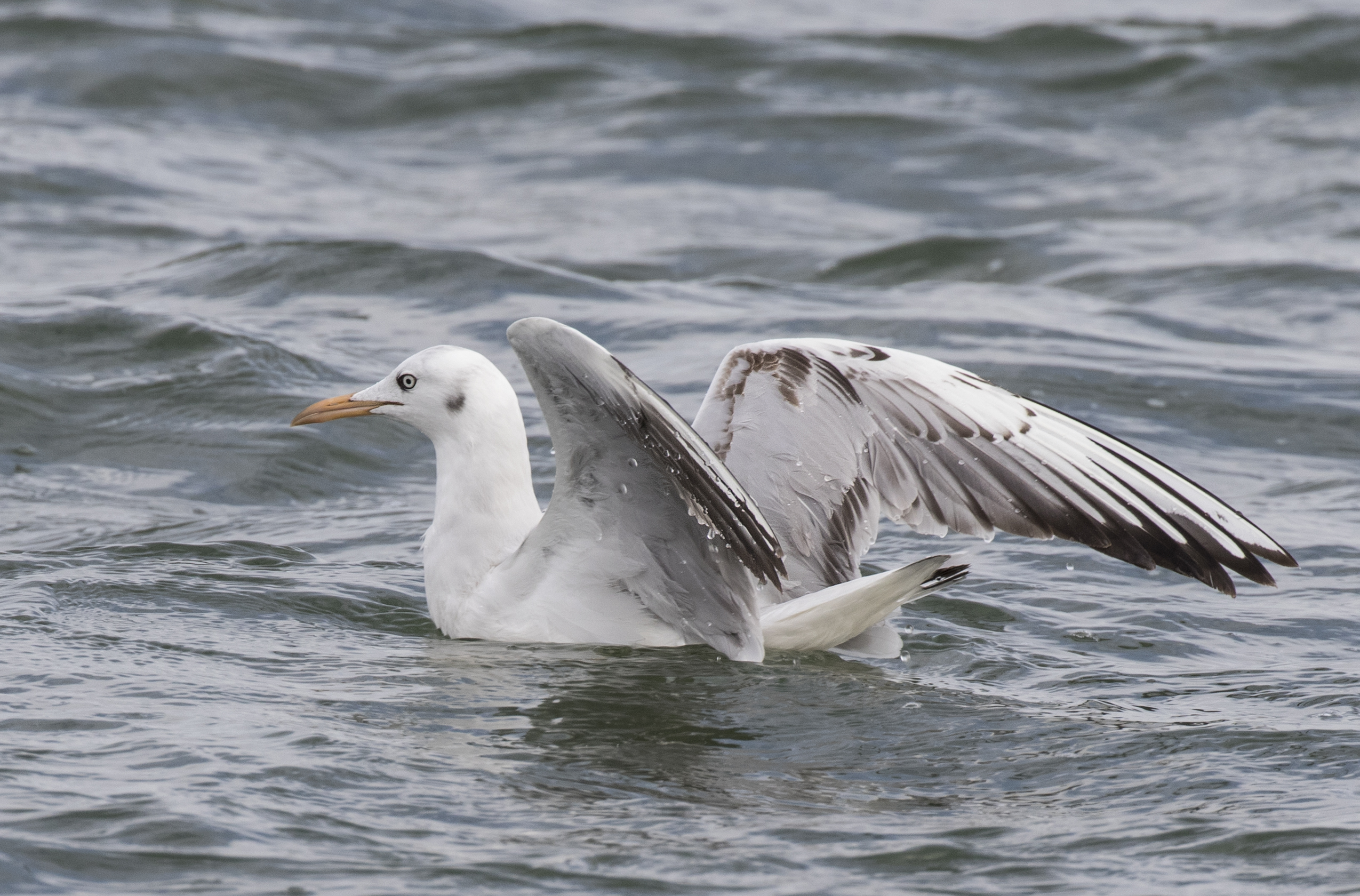 Chroicocephalus genei - Slender-billed Gull, Adana 2016-12-17 03-2