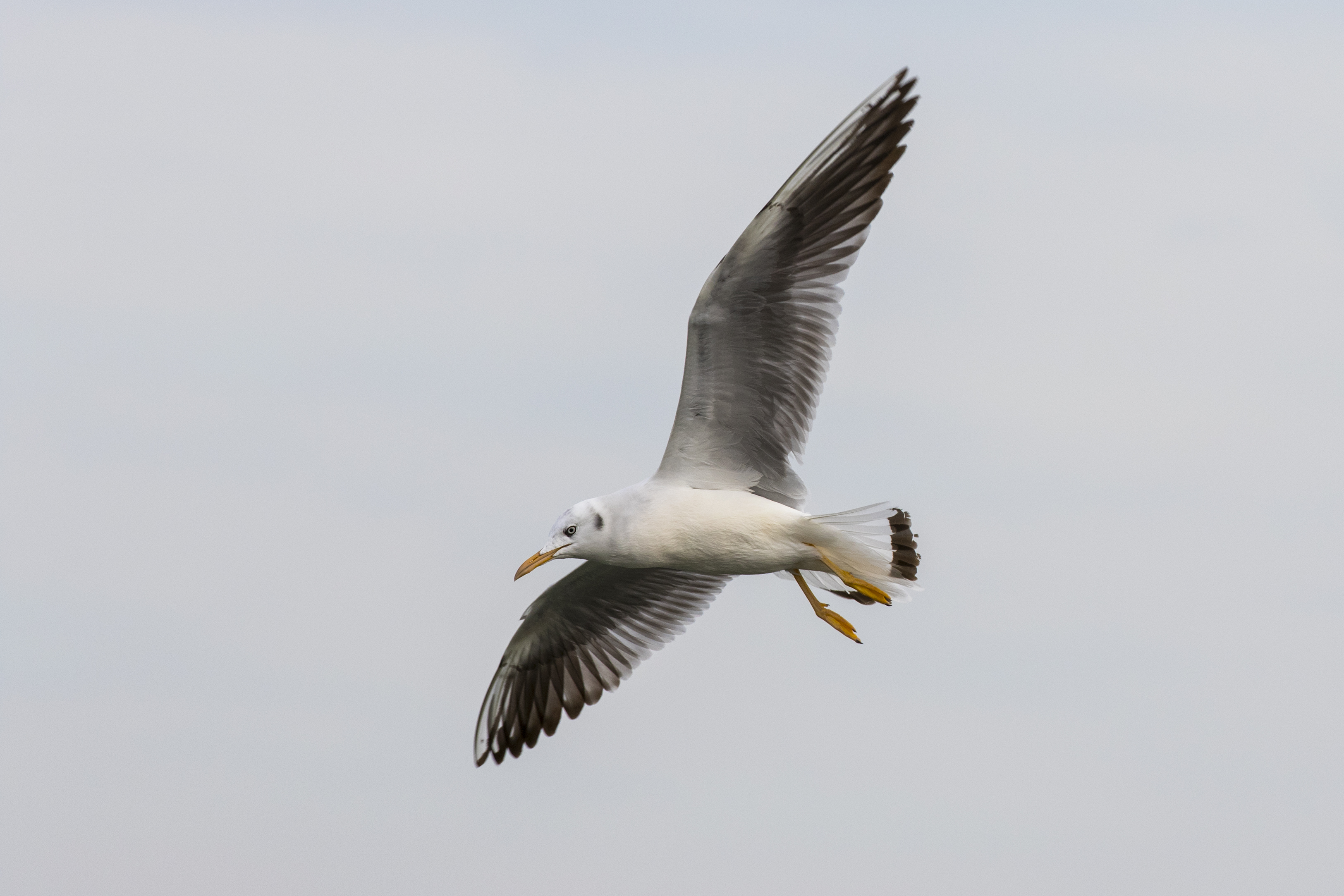 Chroicocephalus genei - Slender-billed Gull, Adana 2016-12-17 04-3