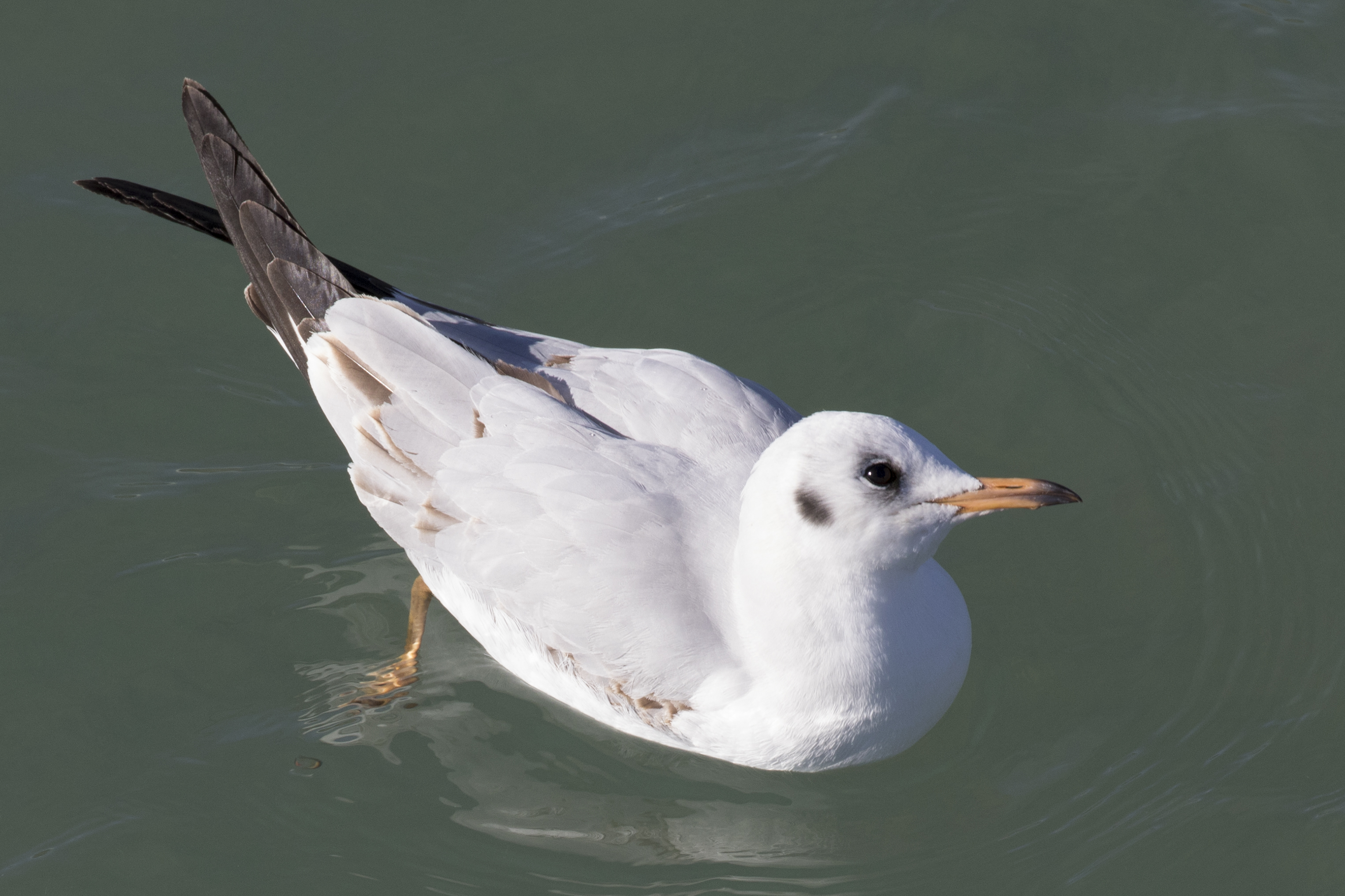 Chroicocephalus ridibundus - Black-headed Gull, Adana 2016-12-18 05-1