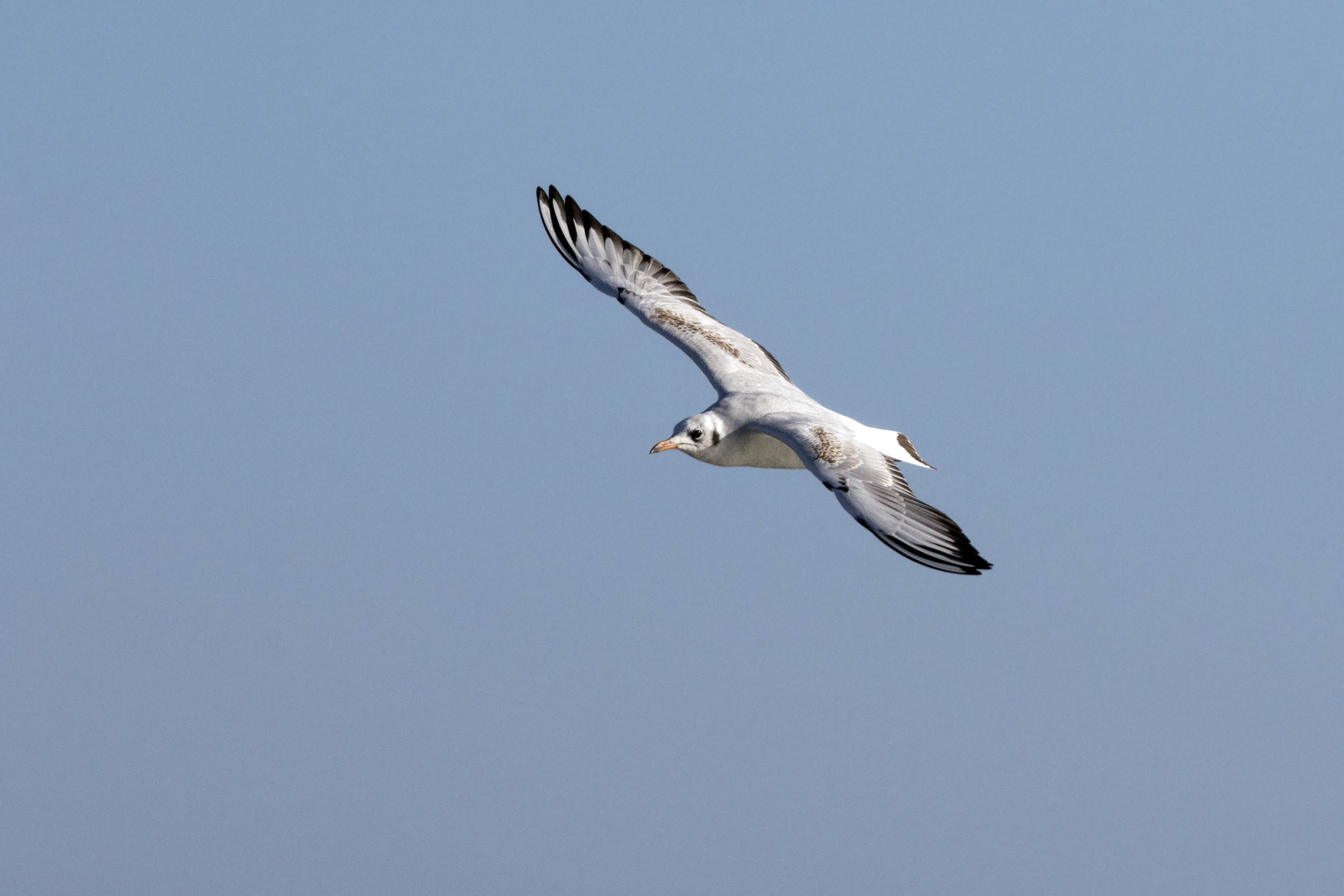 Chroicocephalus ridibundus - Black-headed Gull, Mersin 2016-11-19 02-1