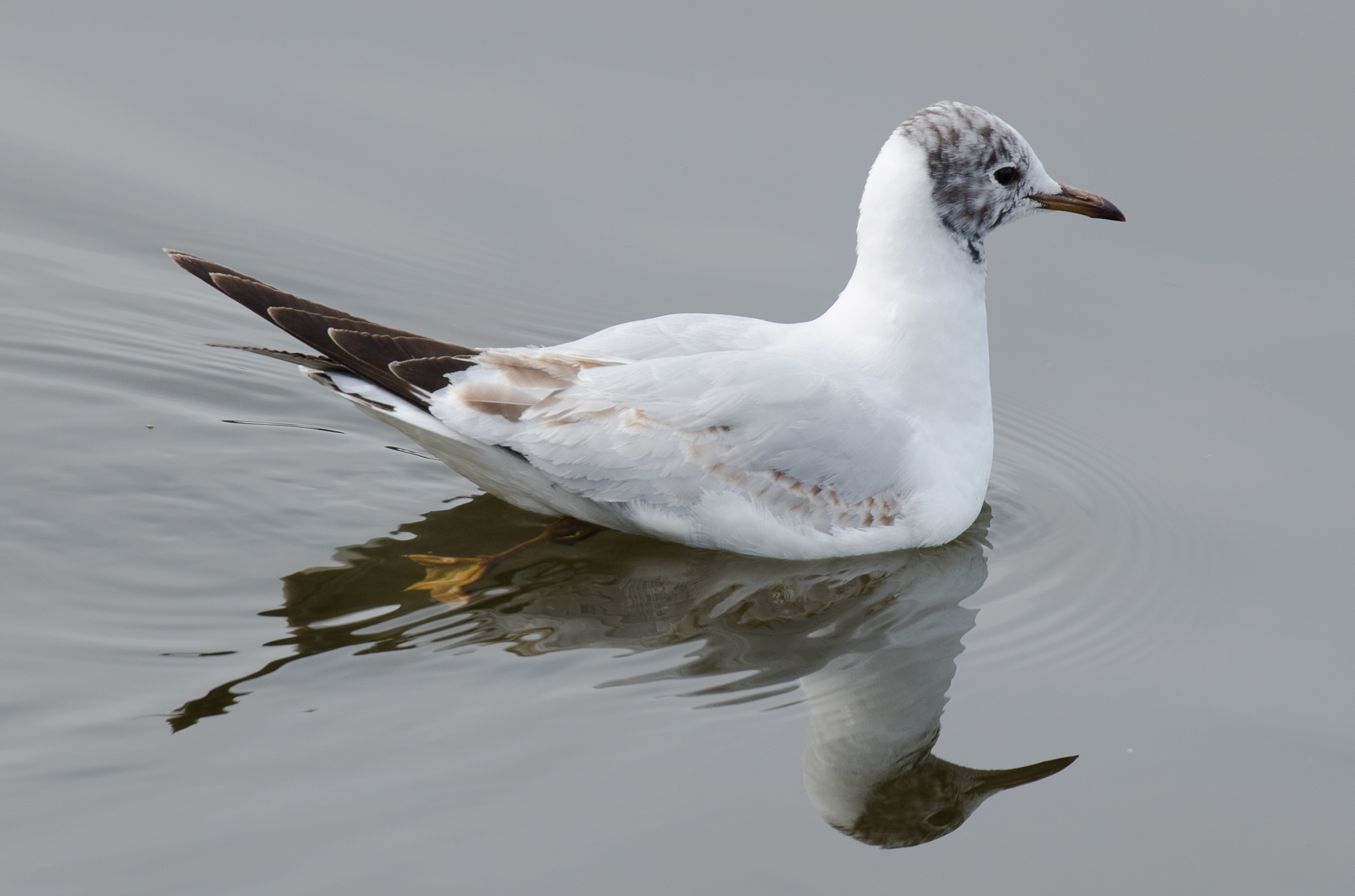 Chroicocephalus ridibundus 2012
