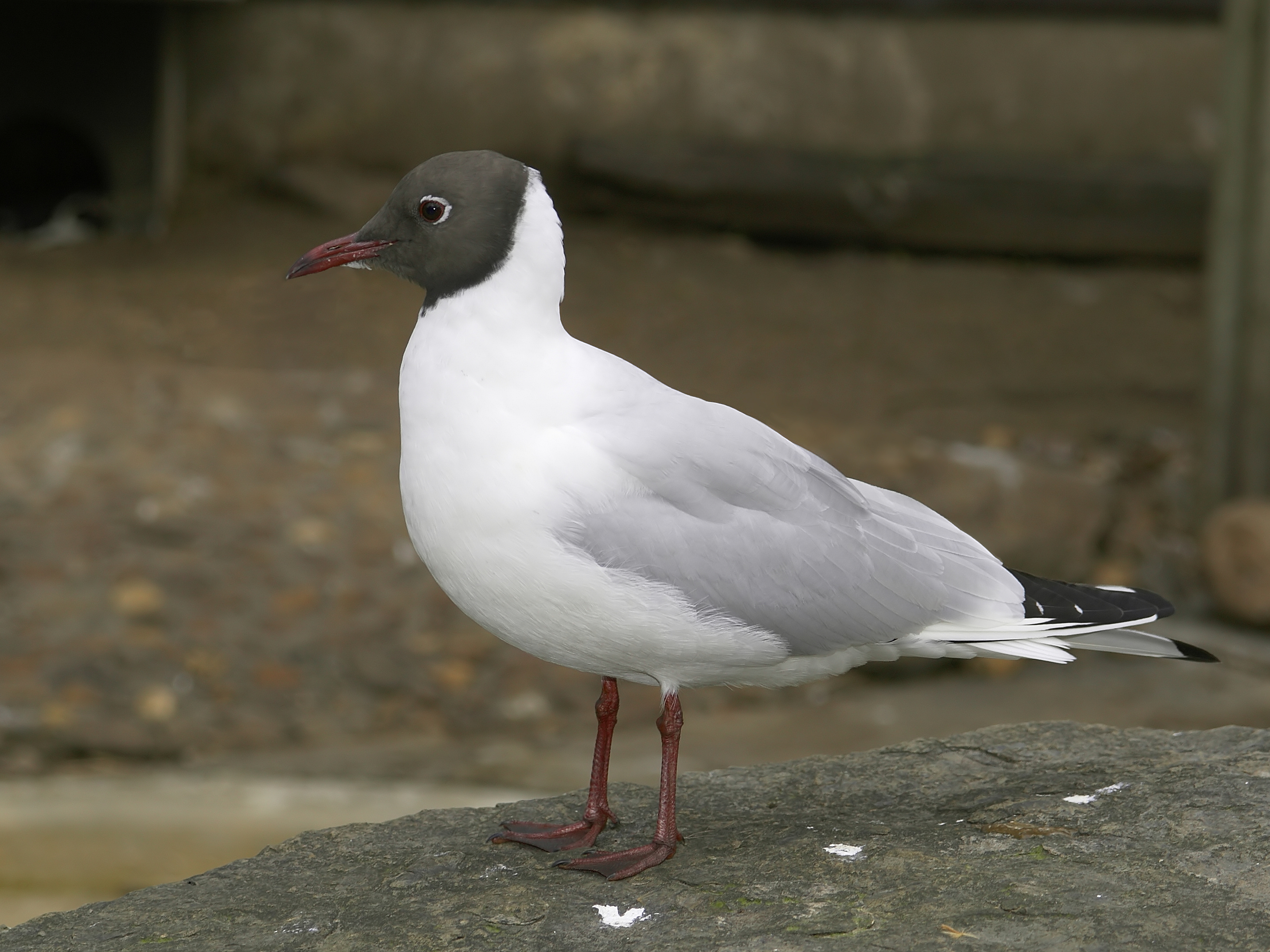 Chroicocephalus ridibundus (summer)