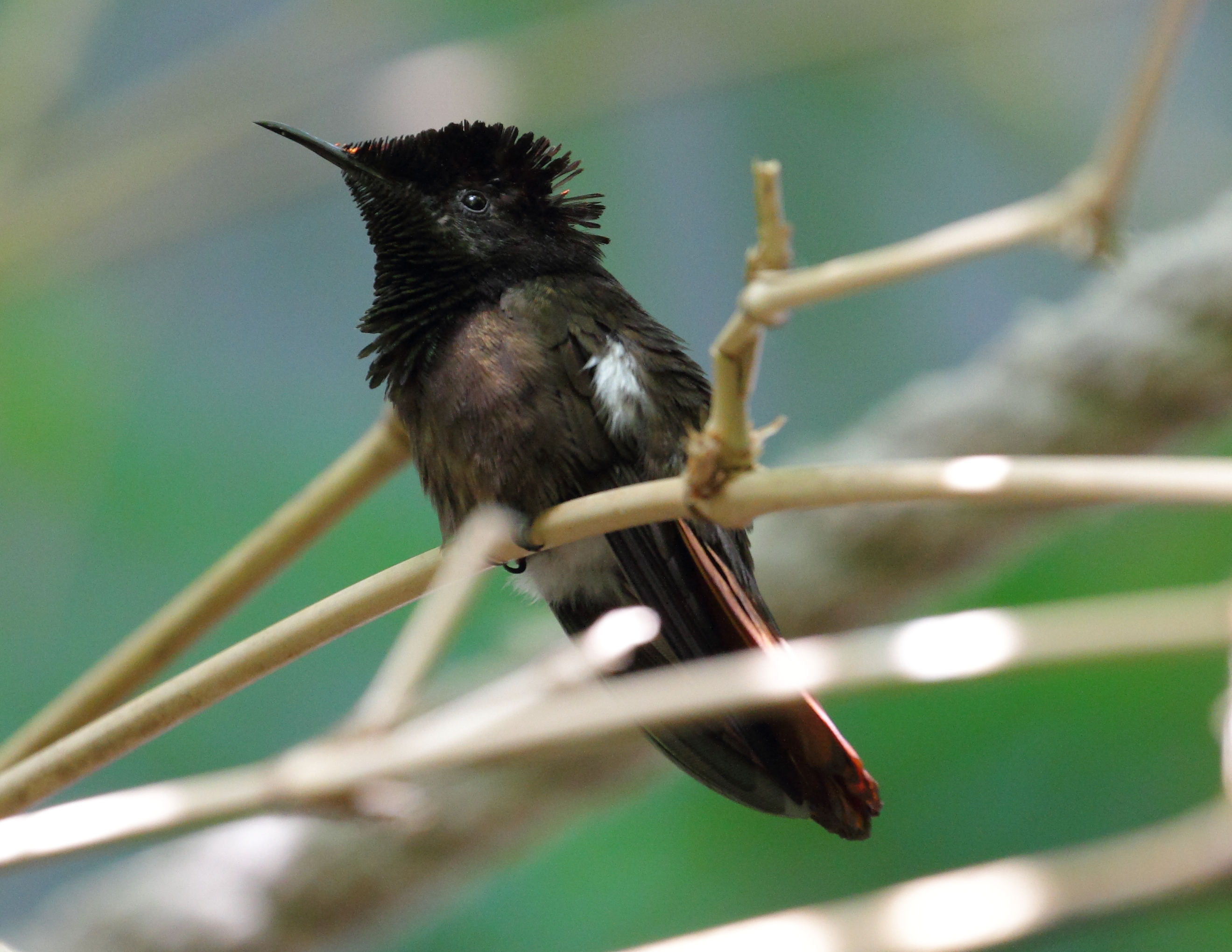 Chrysolampis mosquitus - Tiergarten Schönbrunn 4