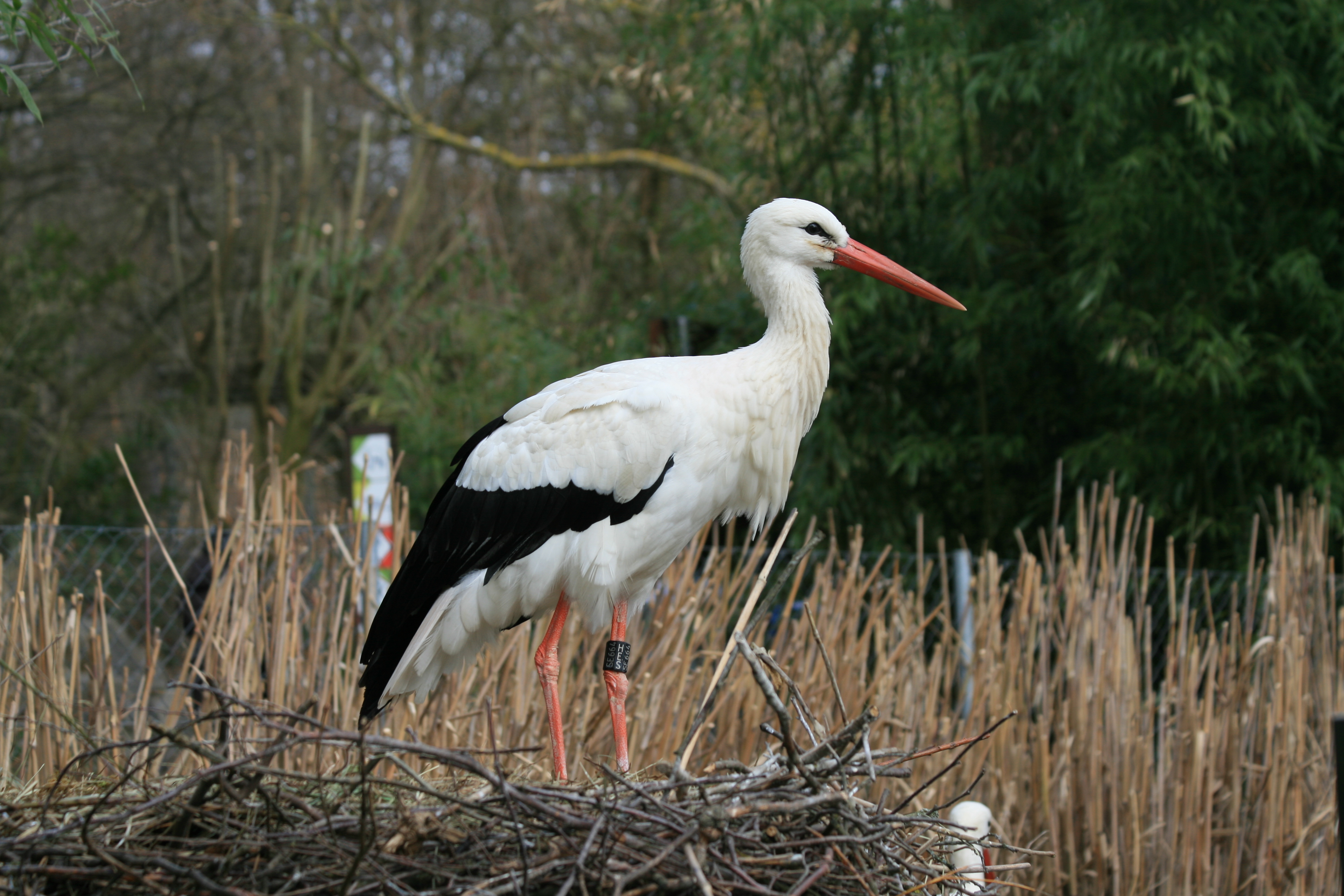 Ciconia ciconia at Zürich Zoological Garden 01