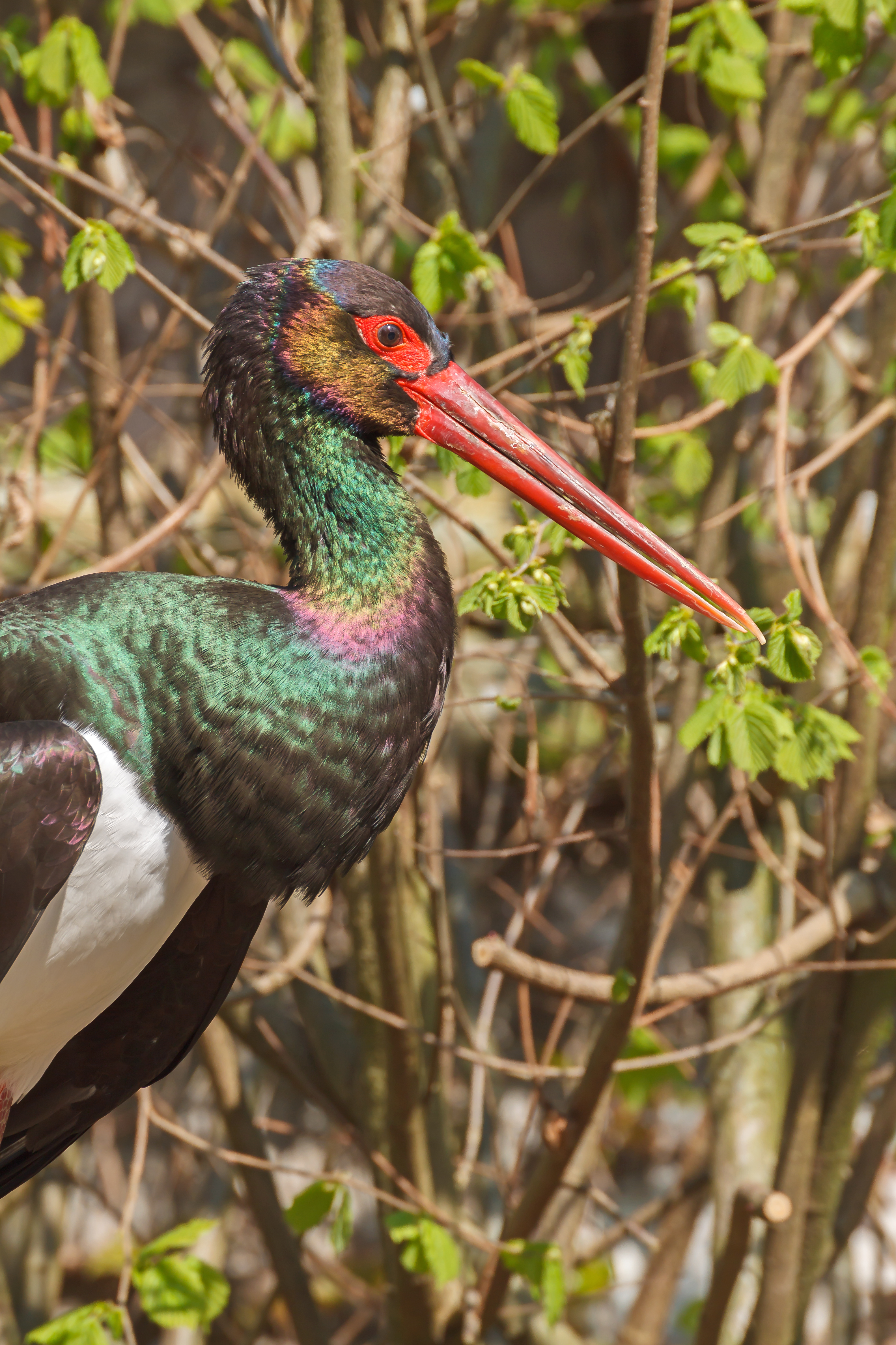 Ciconia nigra - Heidelberg