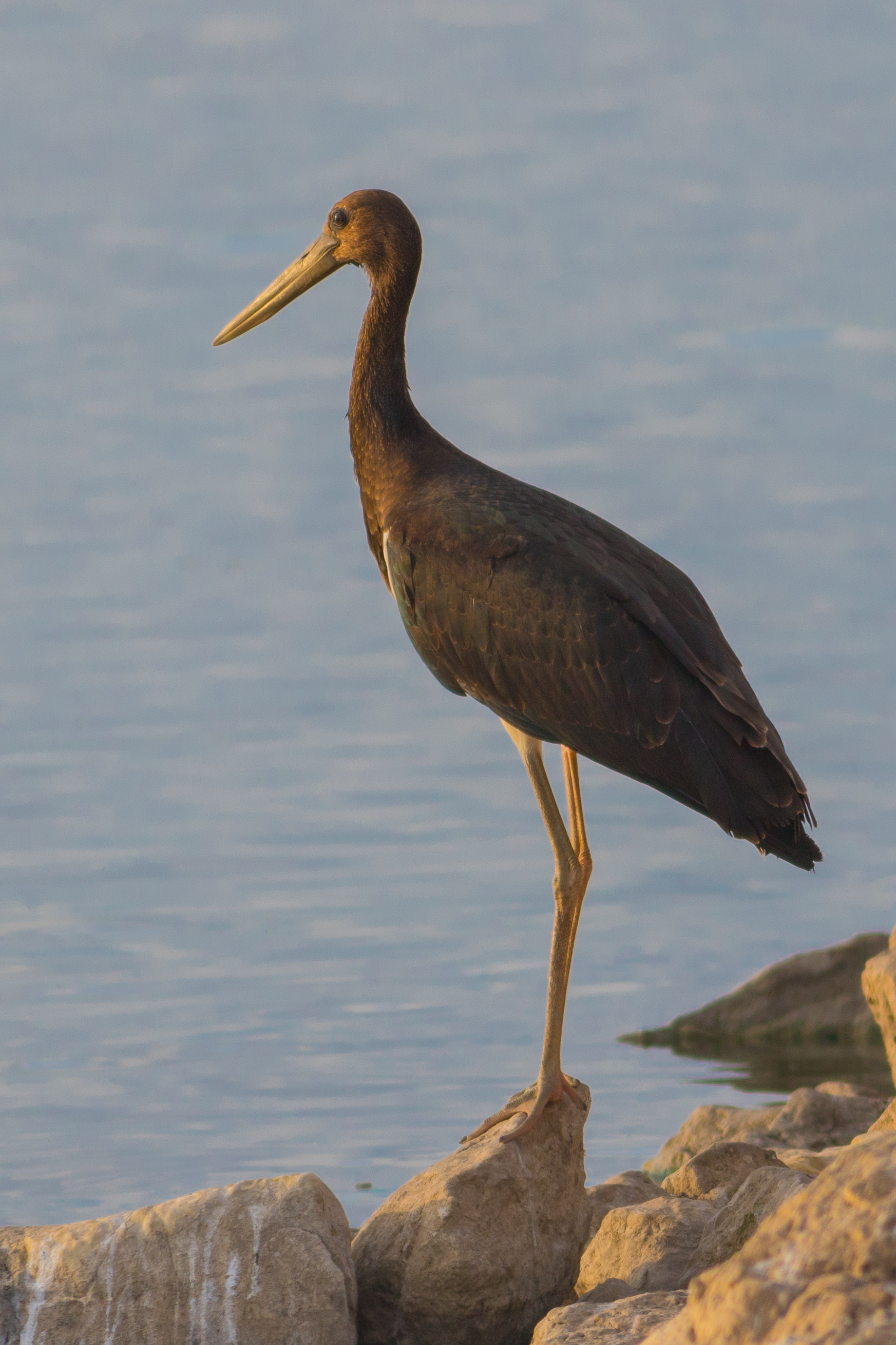 Ciconia nigra, juvenile