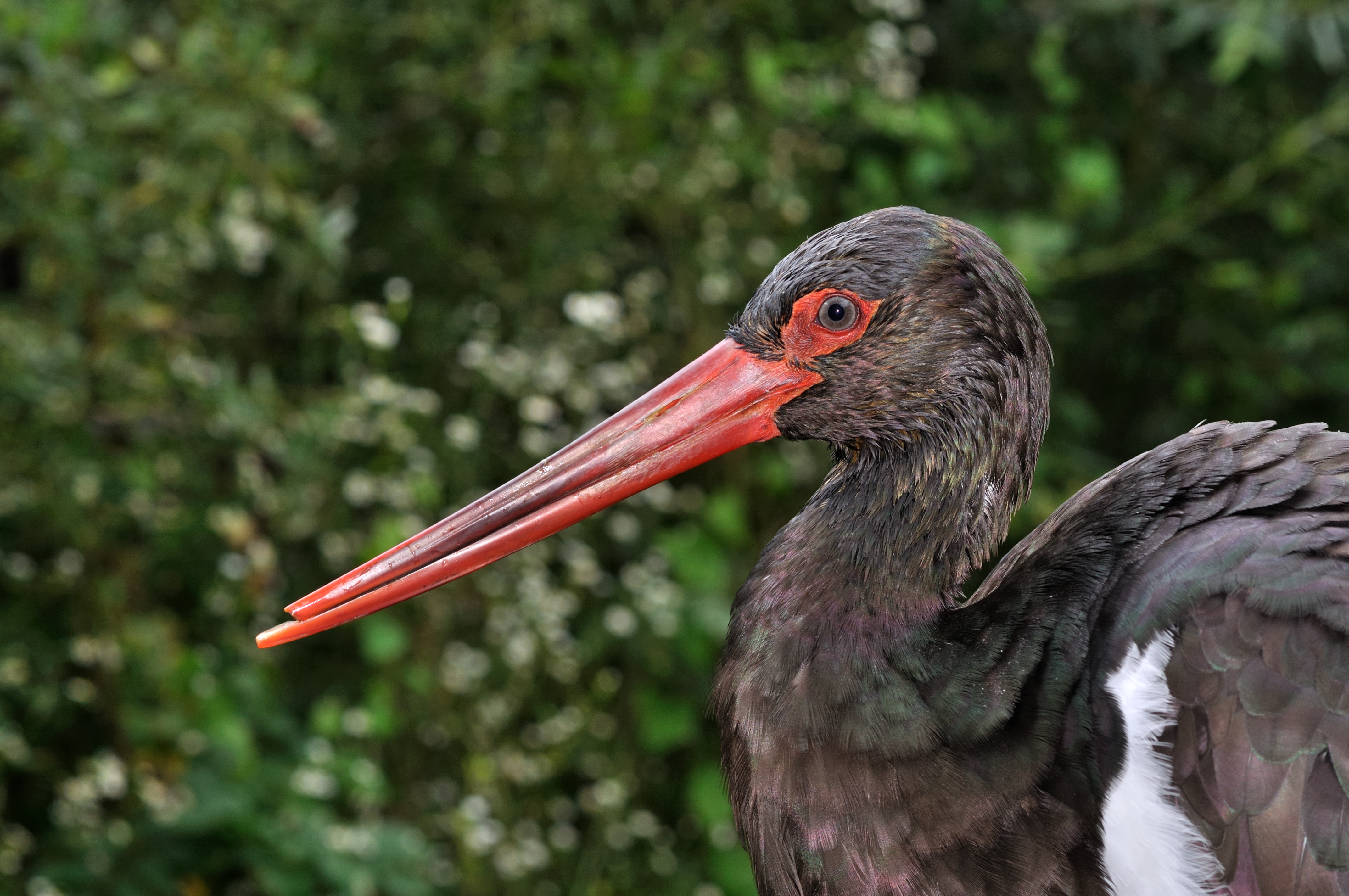 Ciconia nigra qtl1
