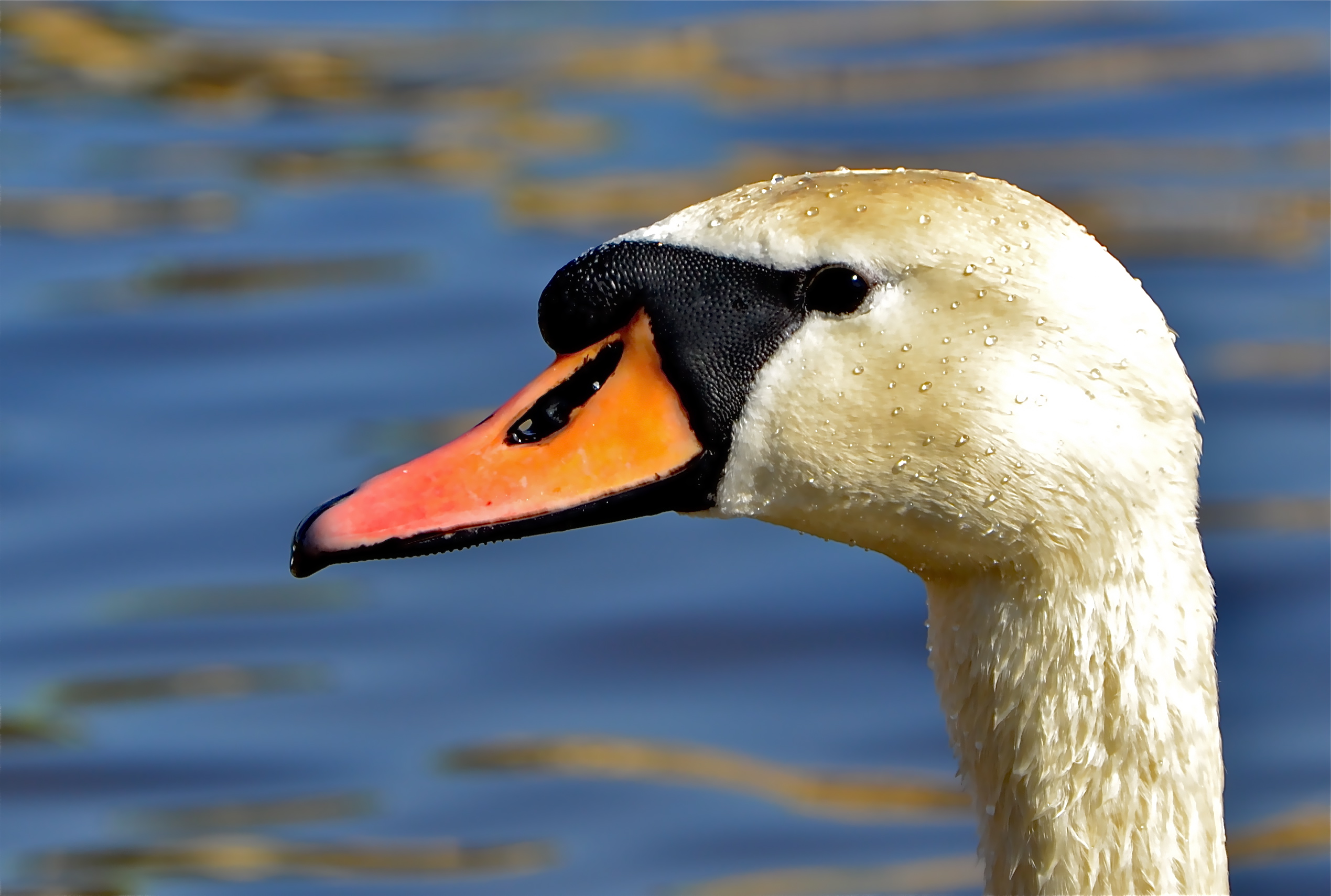 Cigno bagnato