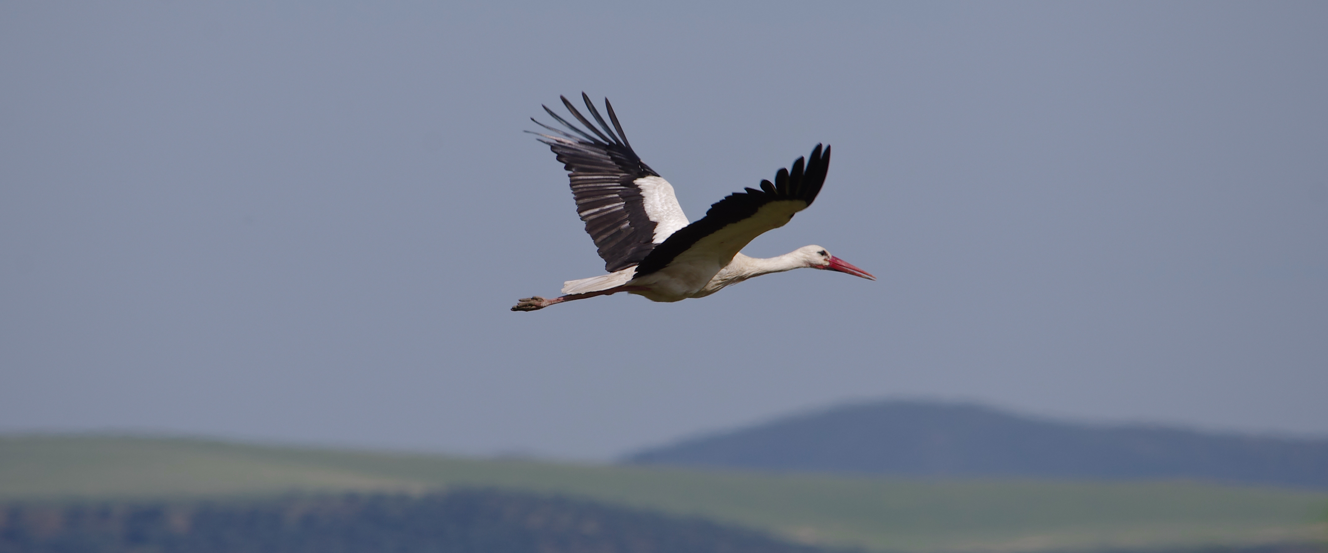 Cigogne blanche ichkeul©
