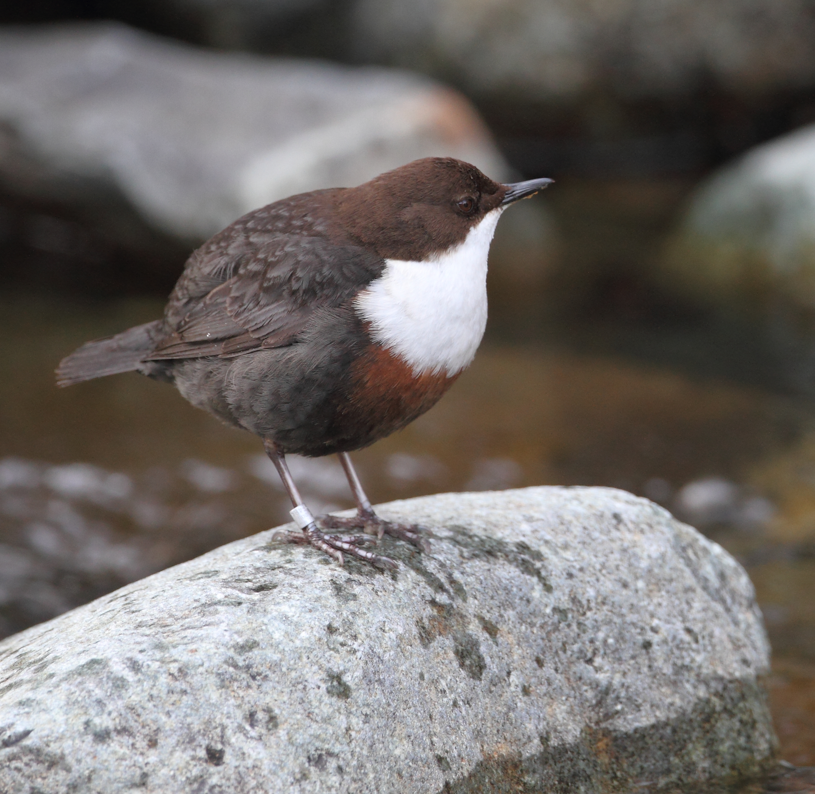 Cinclus cinclus bronwen y dwr