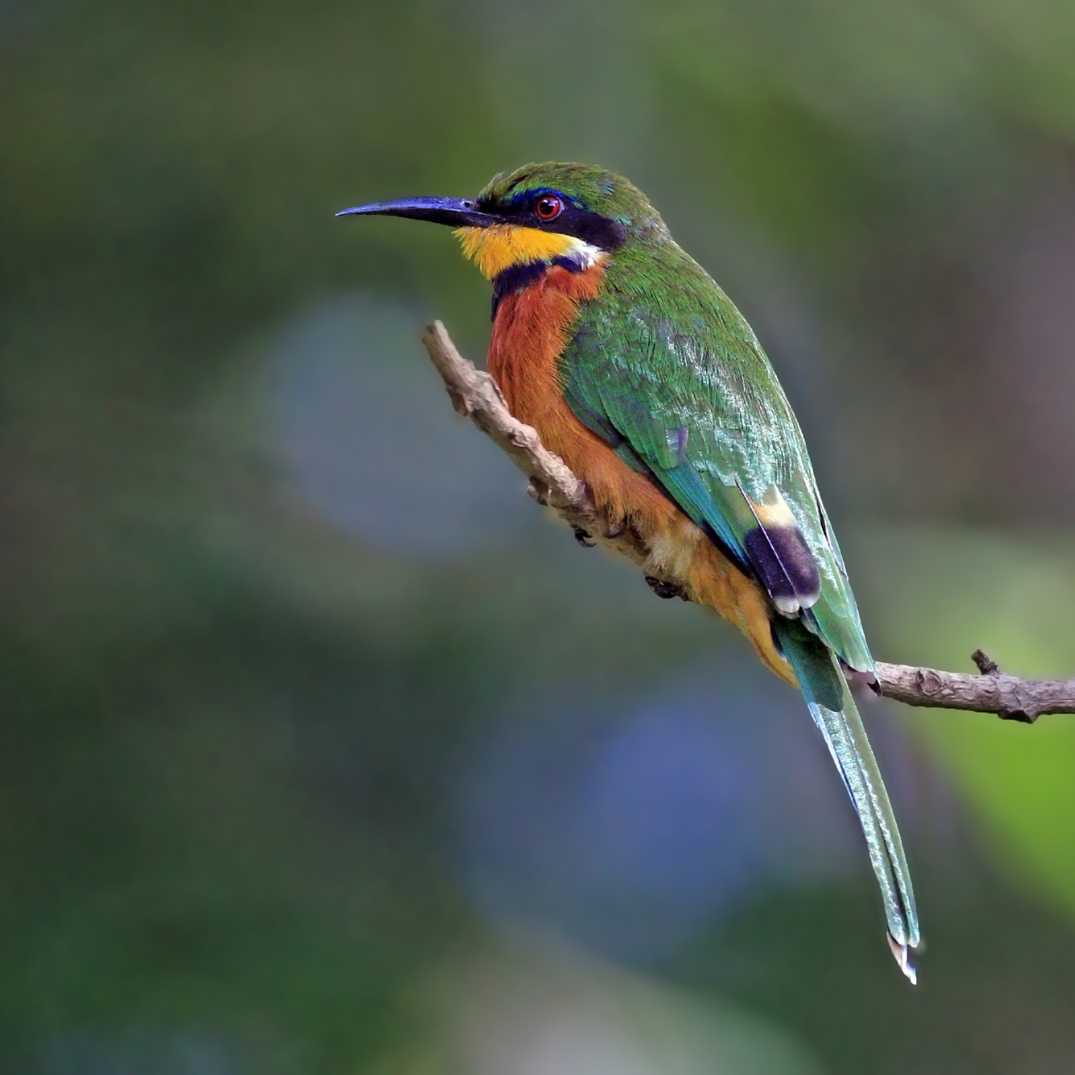 Cinnamon-chested bee-eater (Merops oreobates) 2