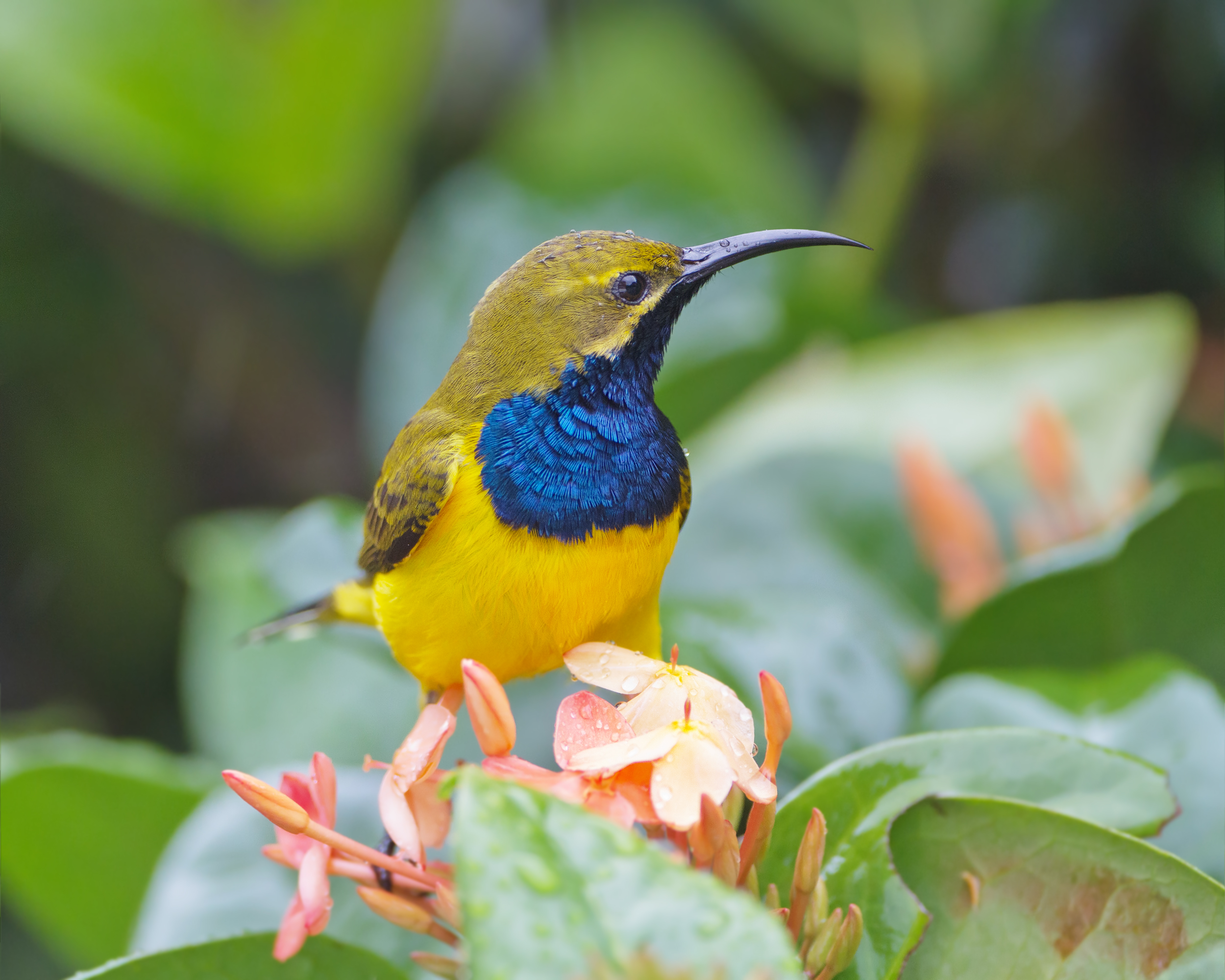 Cinnyris jugularis male