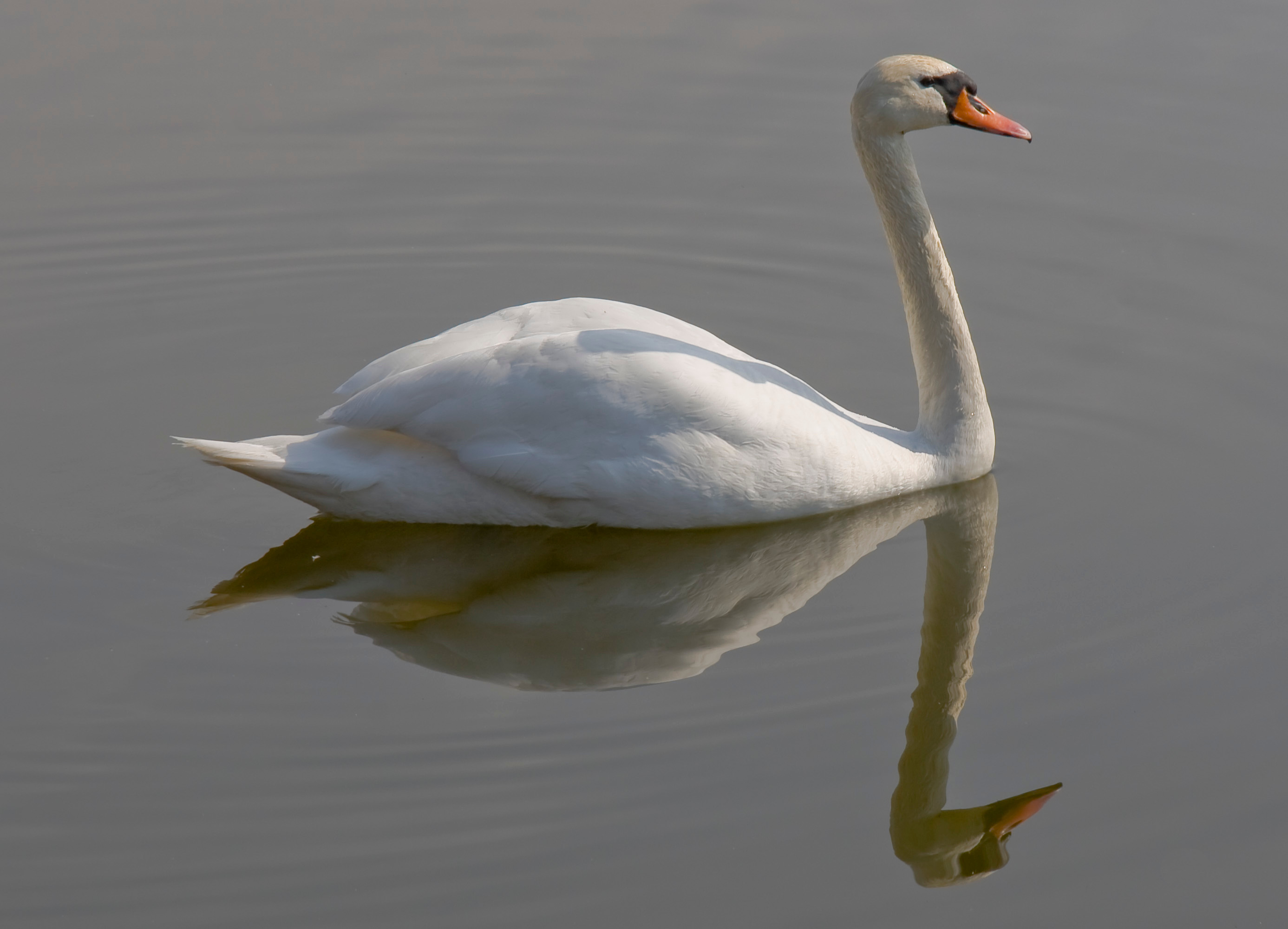 Cisne (Cygnus olor), Gniezno, Polonia, 2012-04-06, DD 02