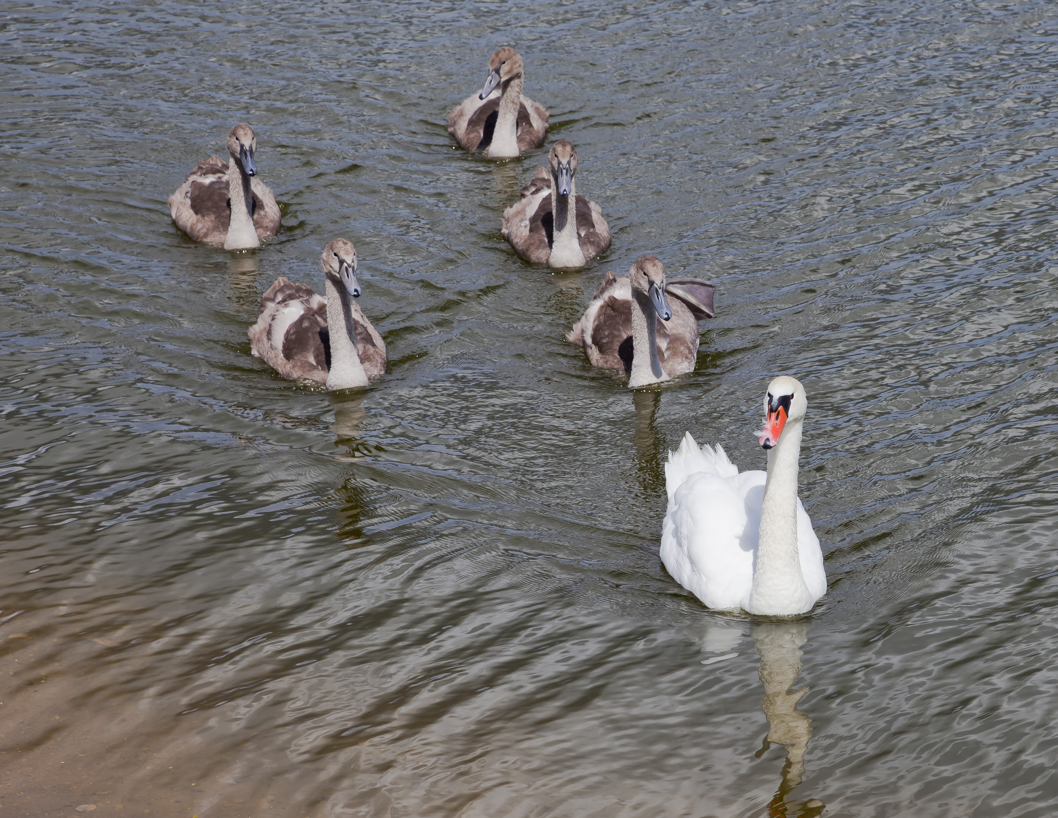 Cisne (Cygnus olor), Siauliai, Lituania, 2012-08-09, DD 02