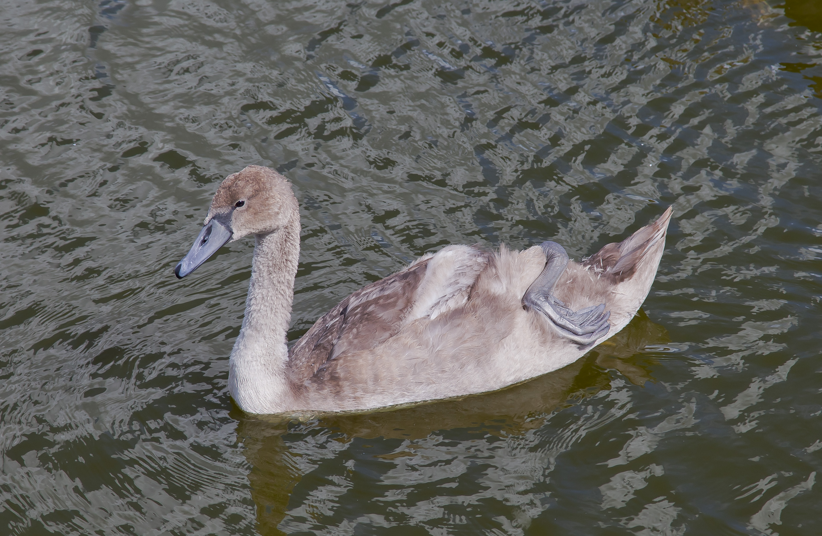 Cisne (Cygnus olor), Siauliai, Lituania, 2012-08-09, DD 07
