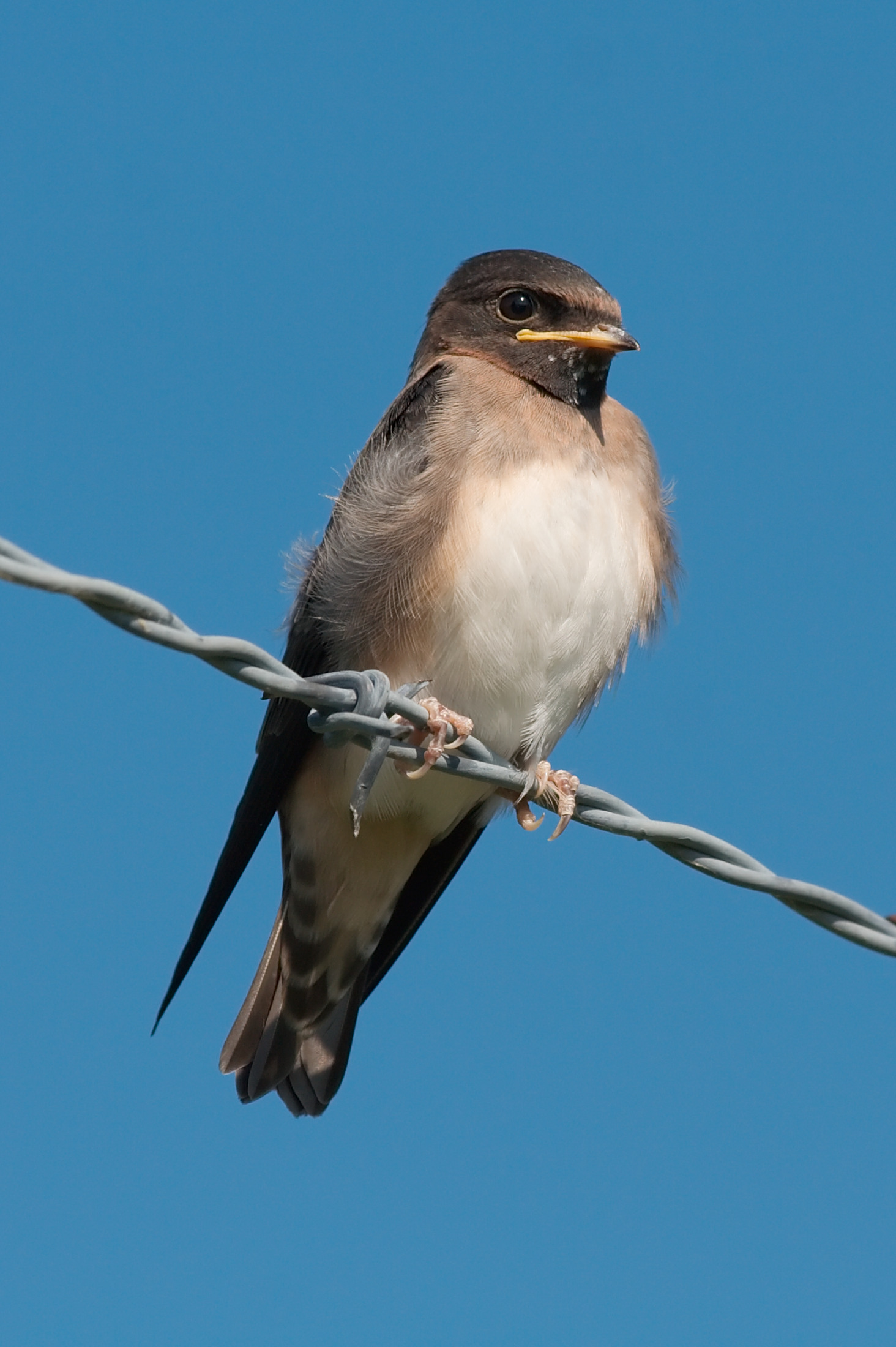 Cliff swallow 7237