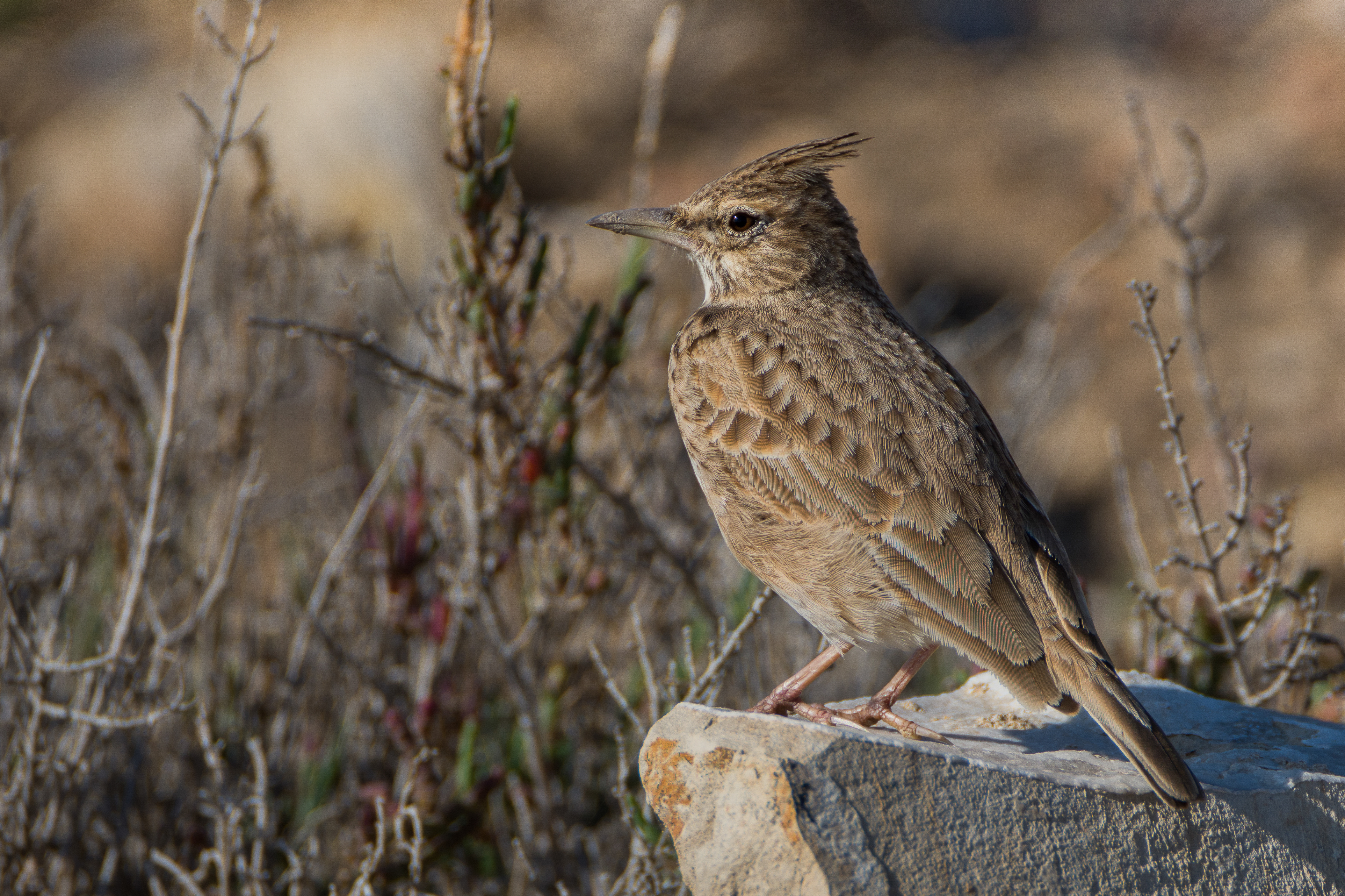 Cochevis huppé001