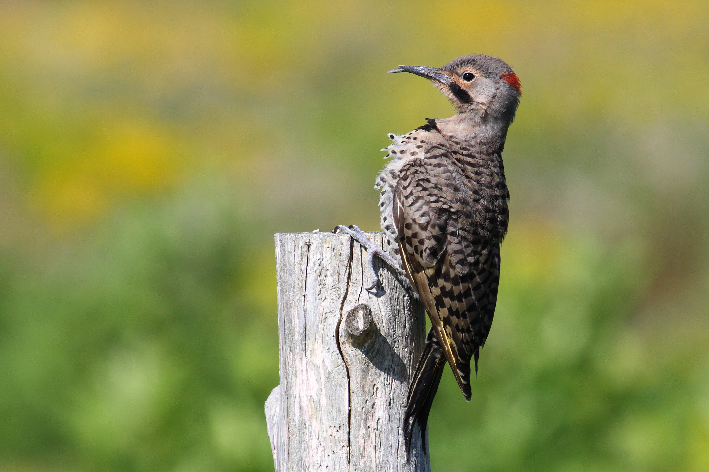 Colaptes auratus deformed beak CT