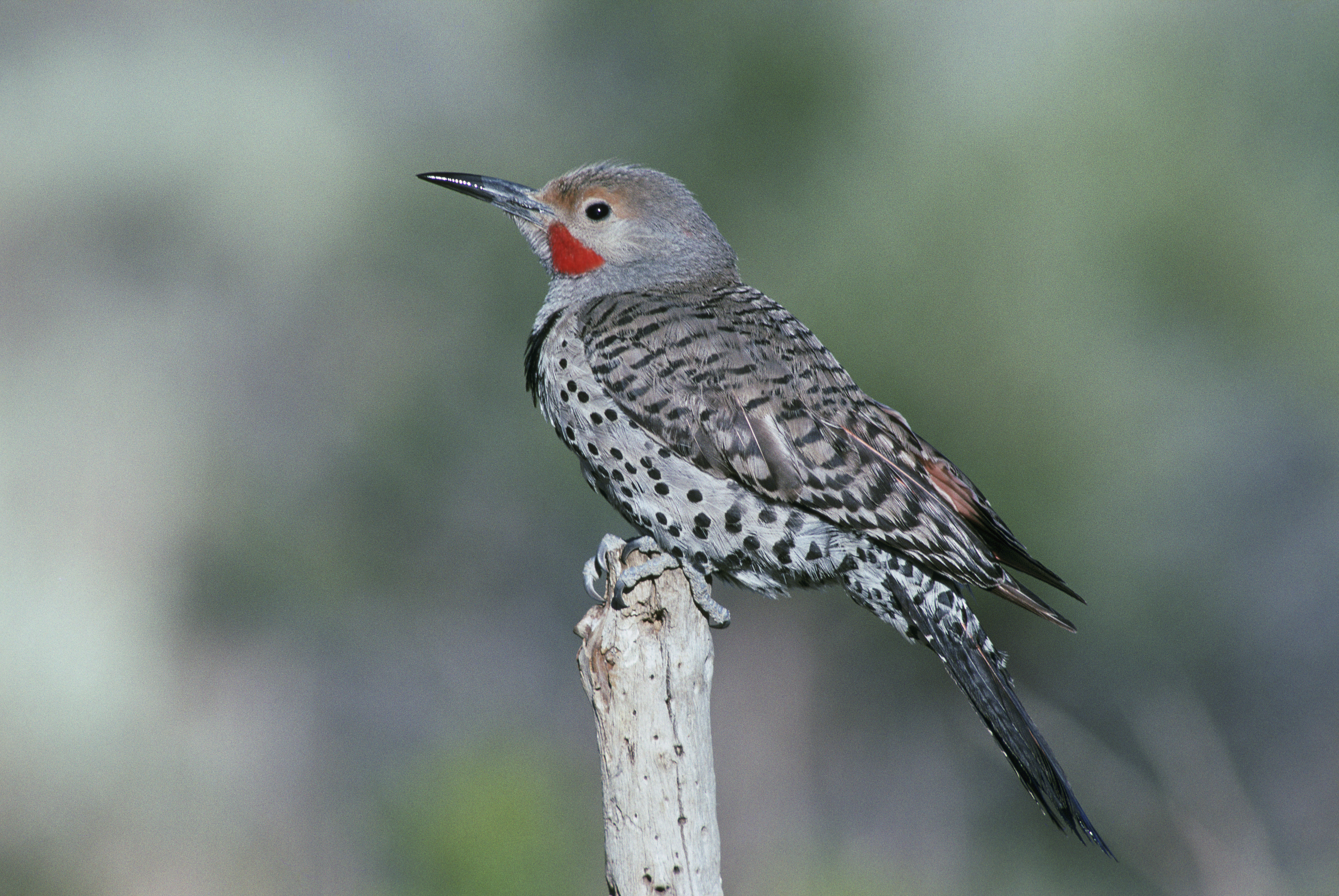 Colaptes auratus FWS2