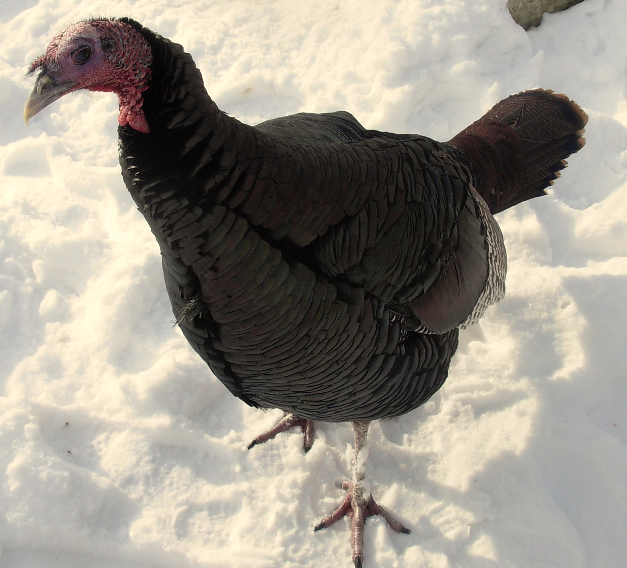 ColdTurkey