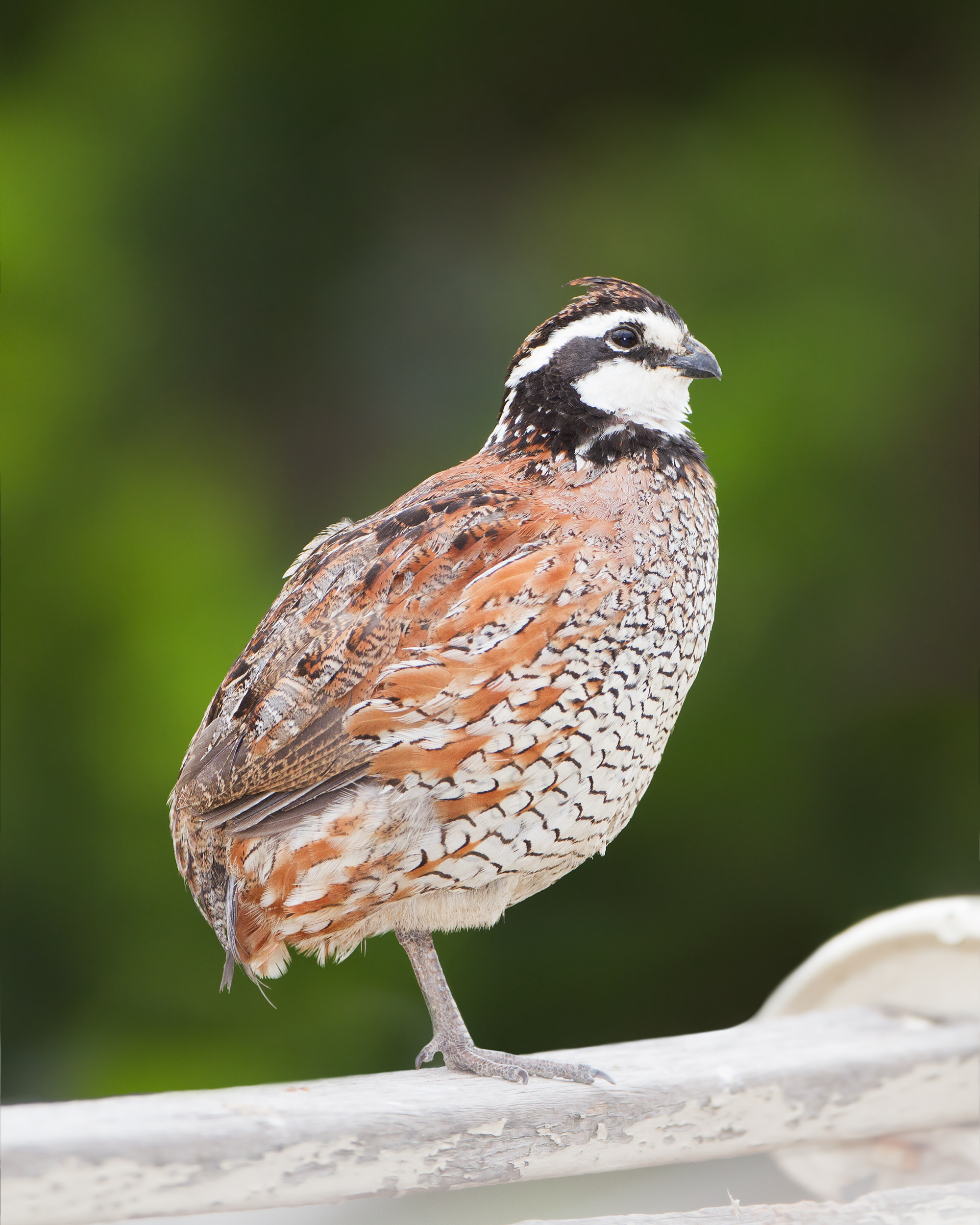 Colinus virginianus - Bird Walk