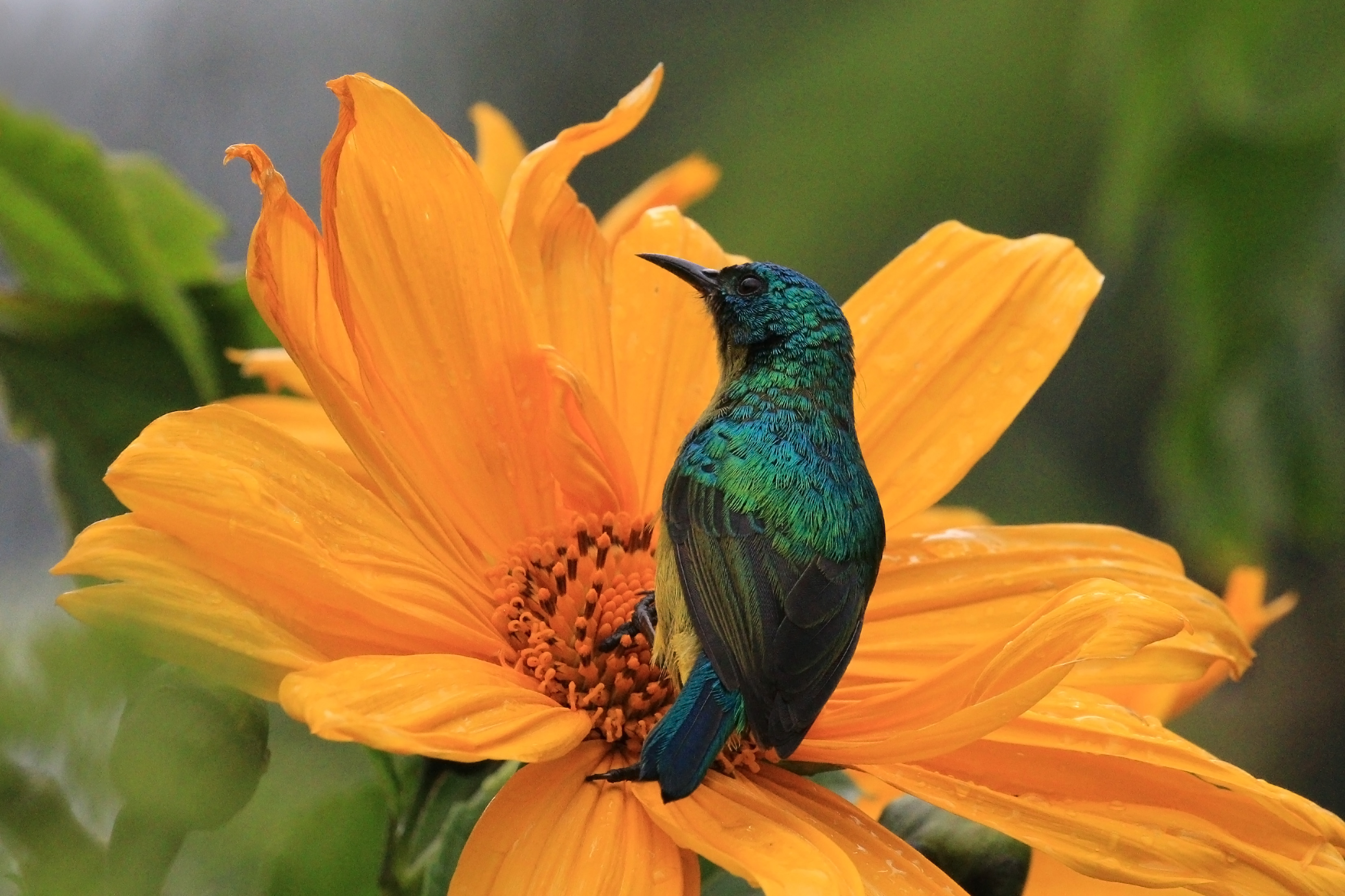 Collared sunbird (Hedydipna collaris) female