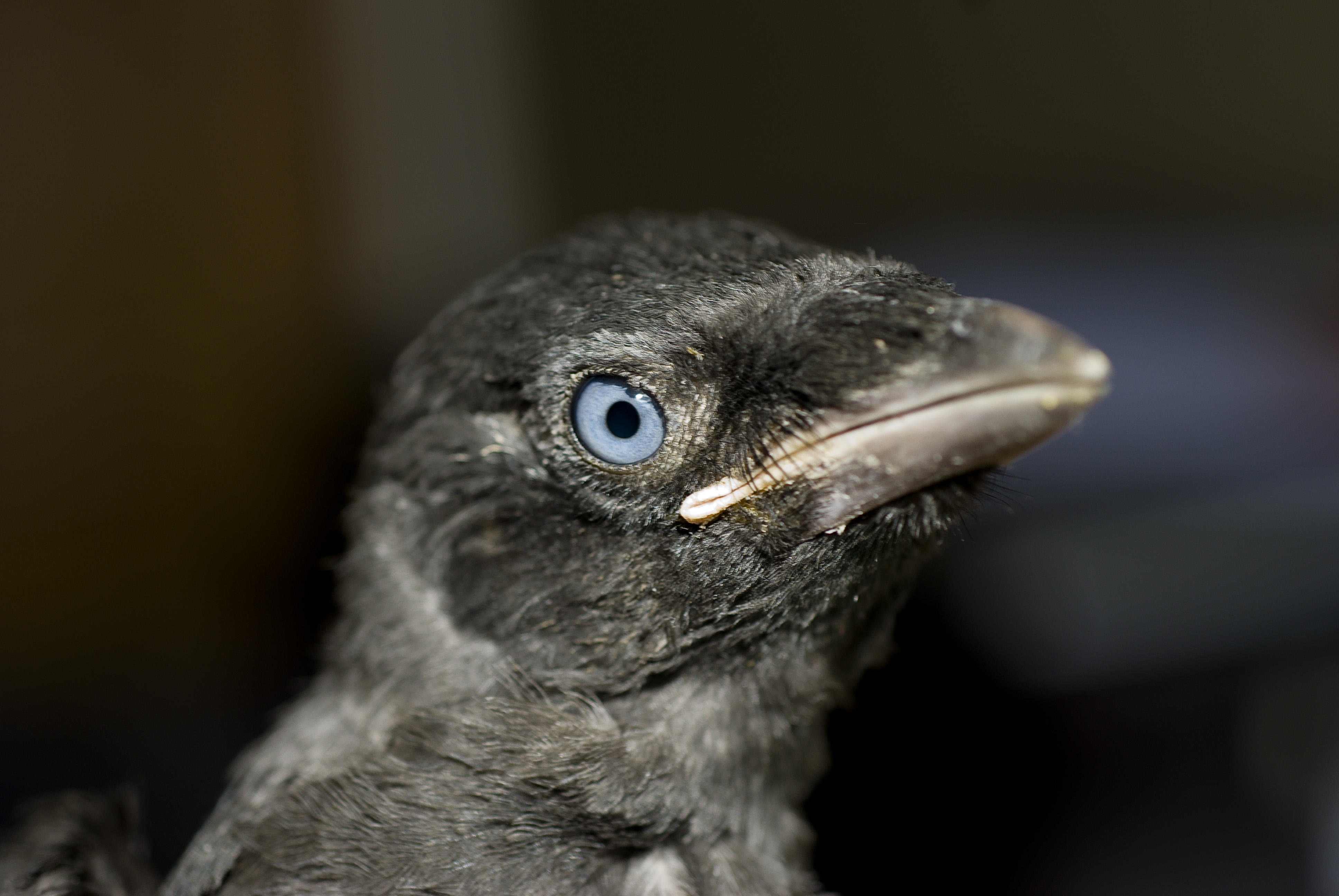 Coloeus monedula -Newcastle-Upon-Tyne, England -juvenile-8