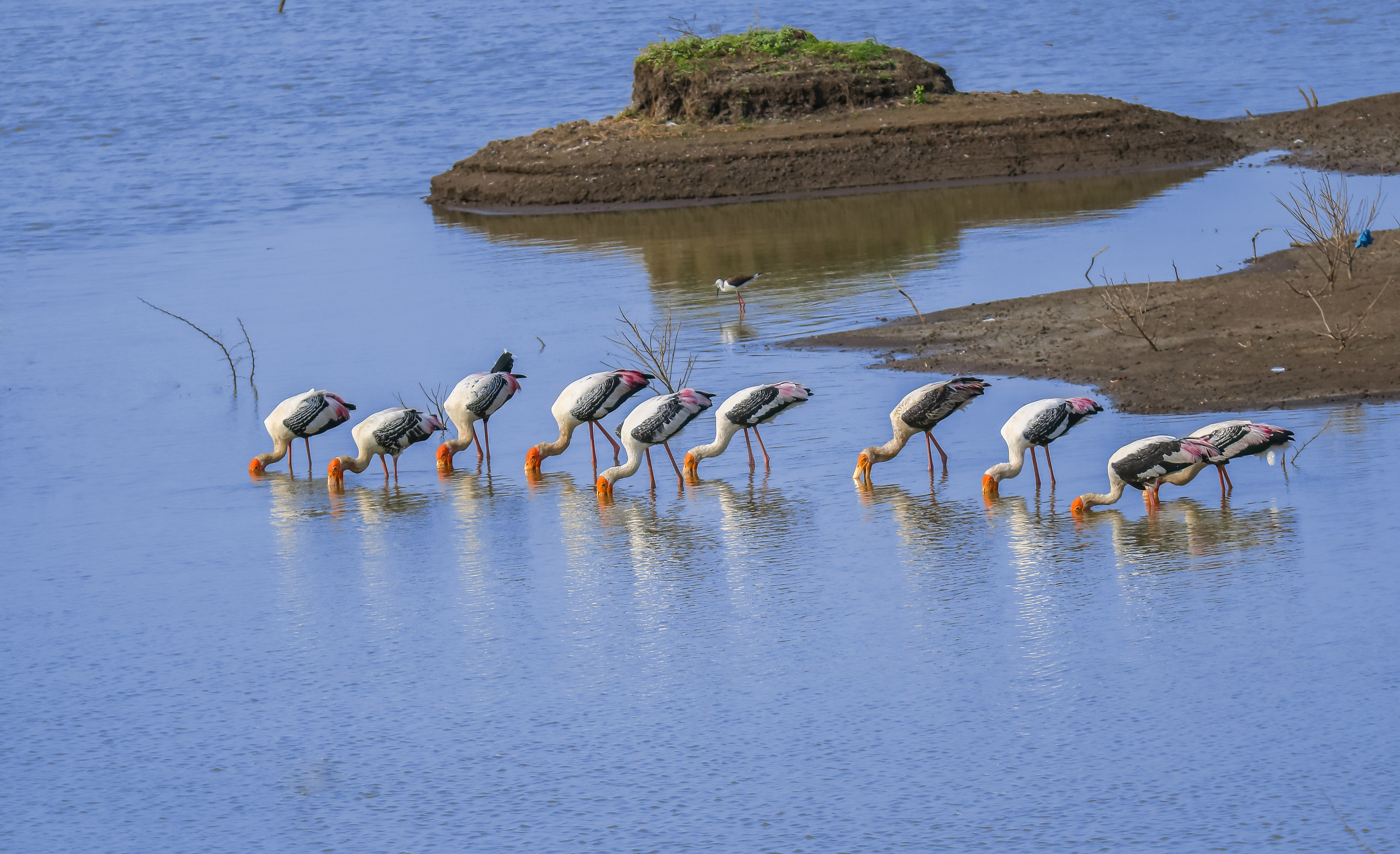 Colony of painted stork