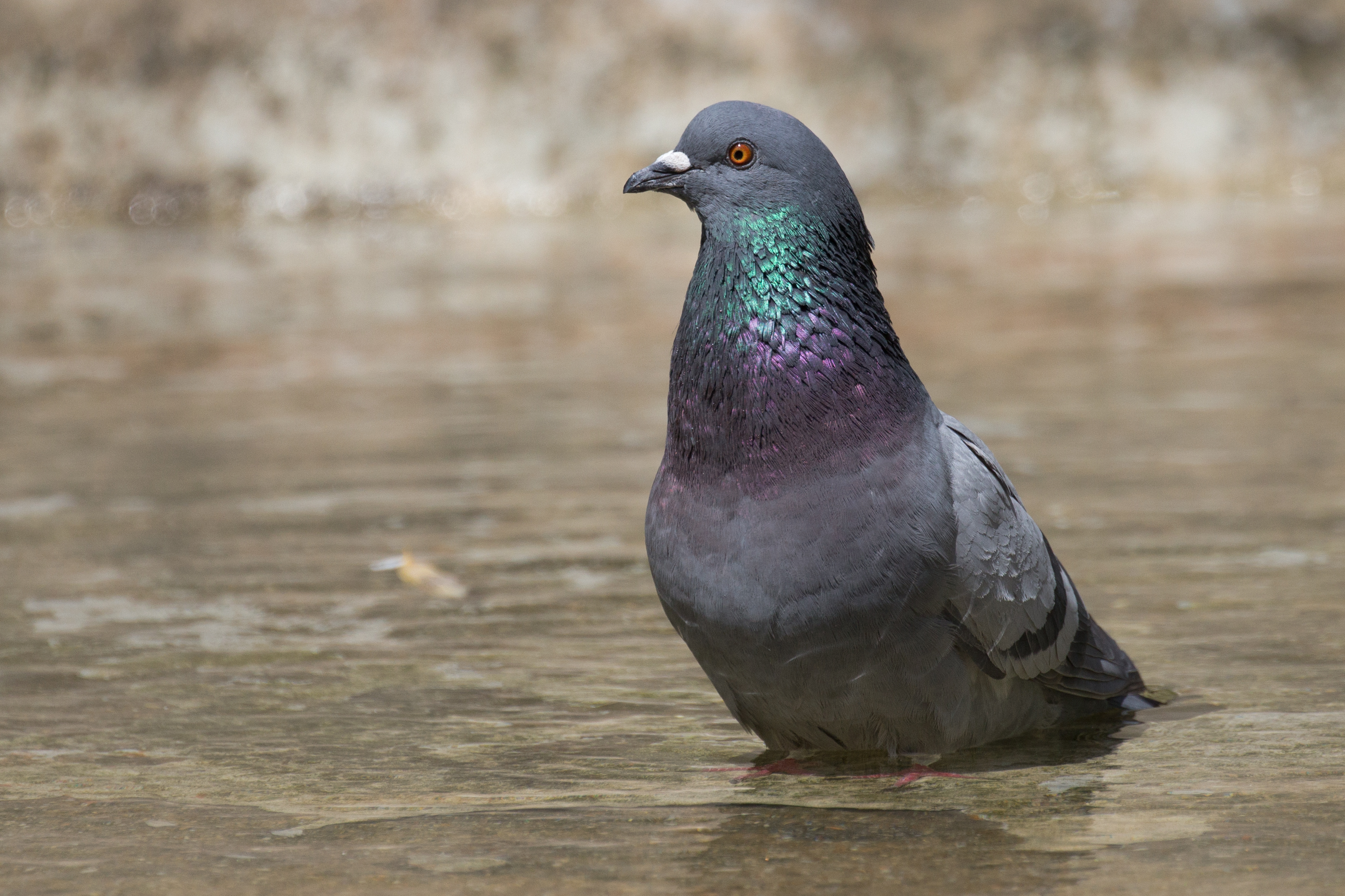 Columba livia - 02