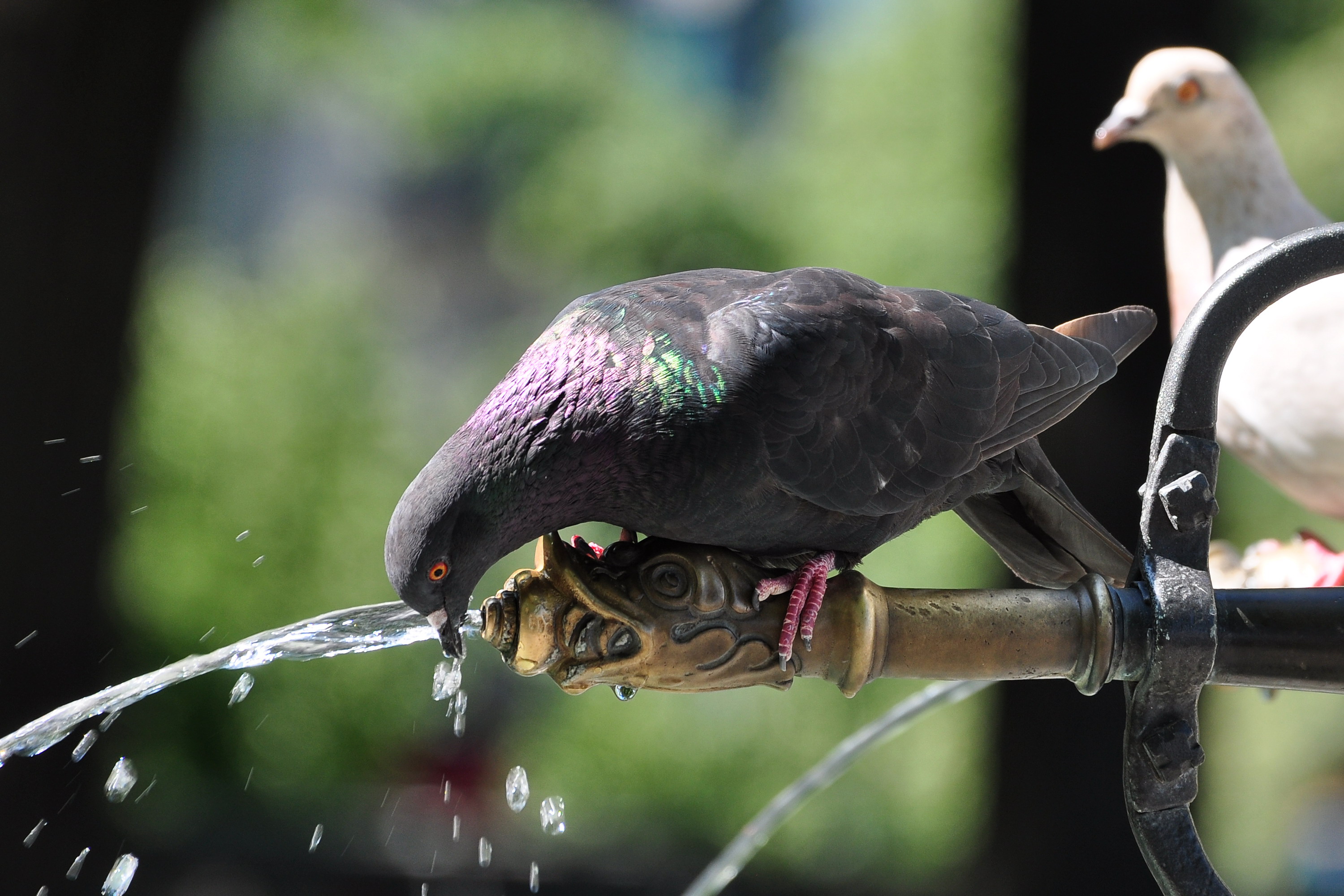 Columba livia - Lindenhof - Hedwig-Brunnen 2011-08-01 15-54-52