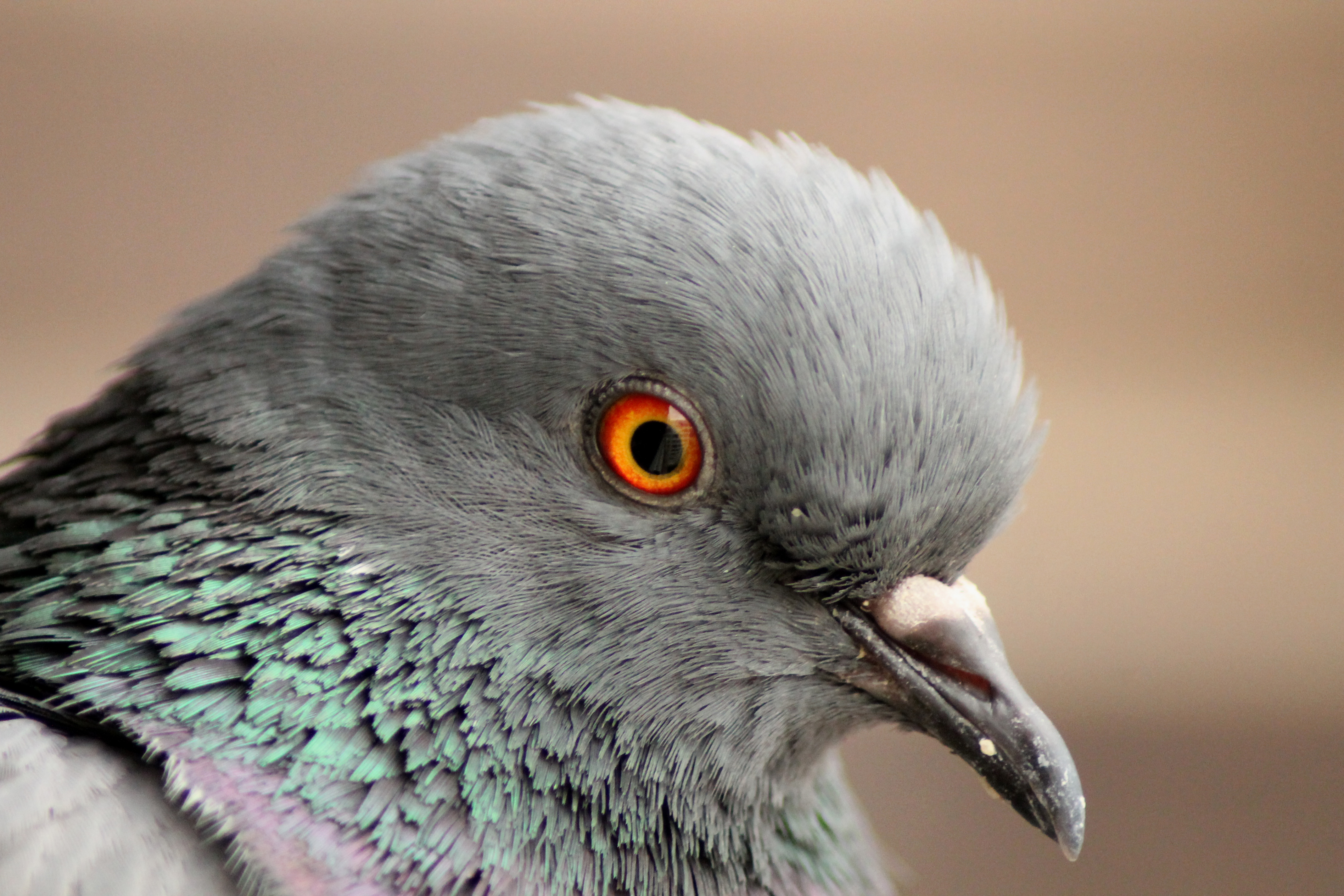 Columba livia (Madrid, Spain) 001
