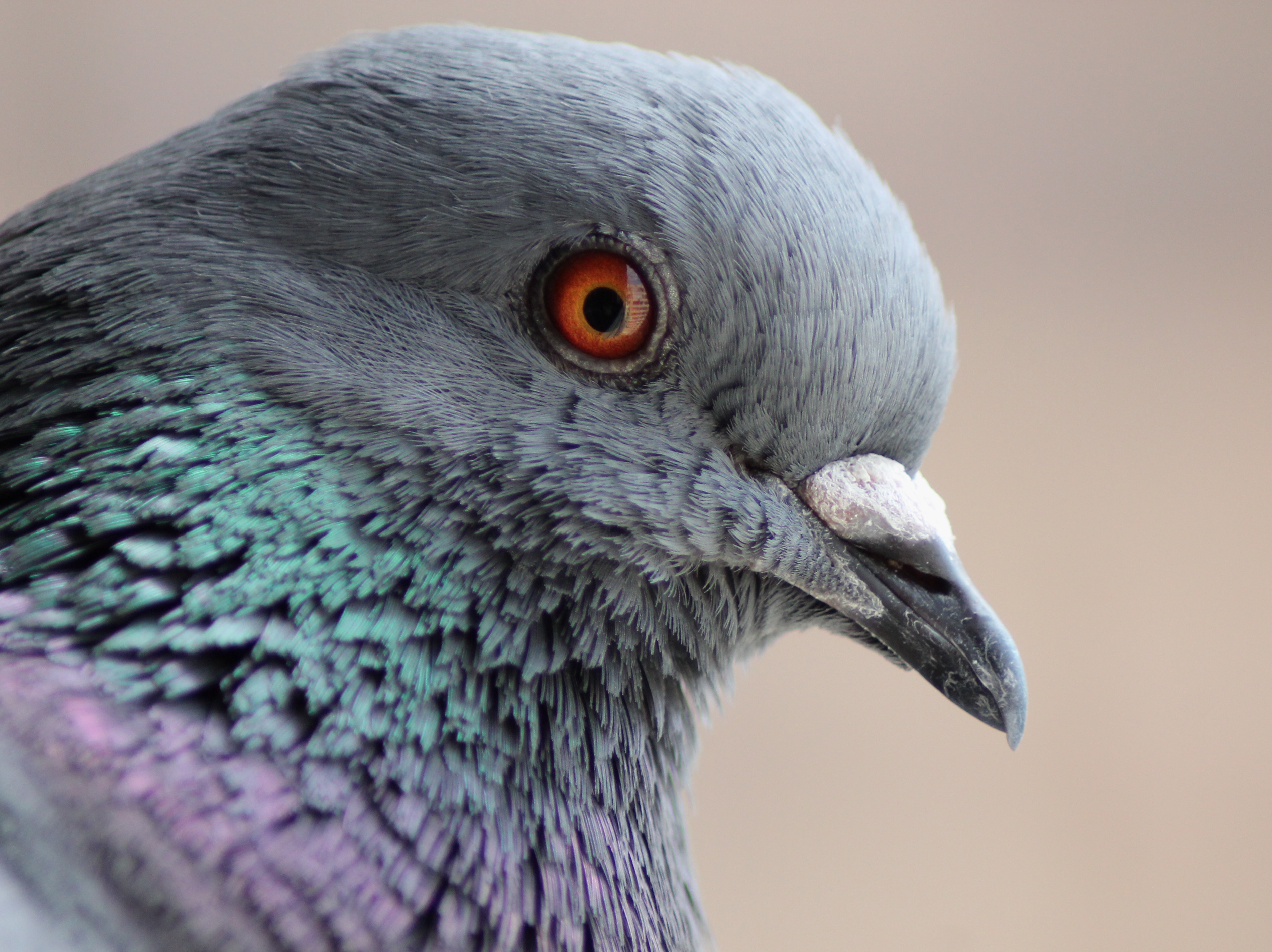 Columba livia (Madrid, Spain) 003