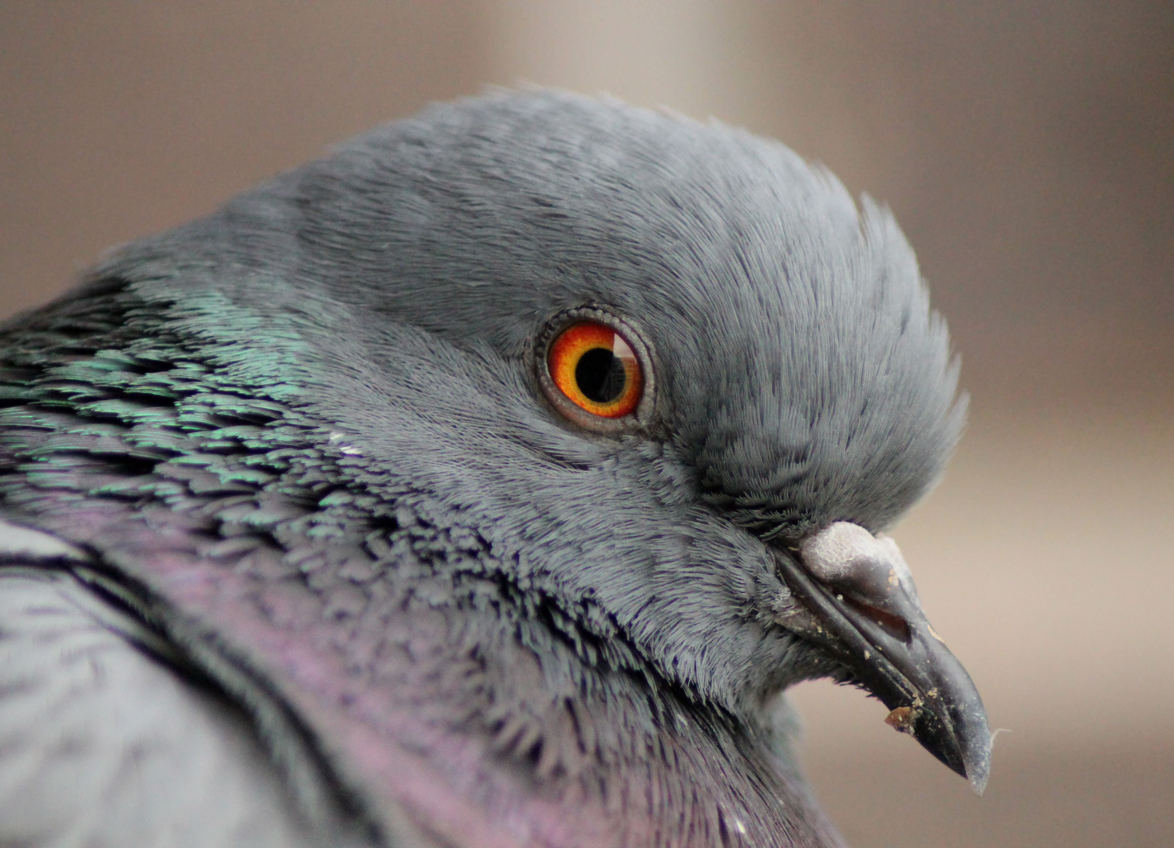 Columba livia (Madrid, Spain) 004