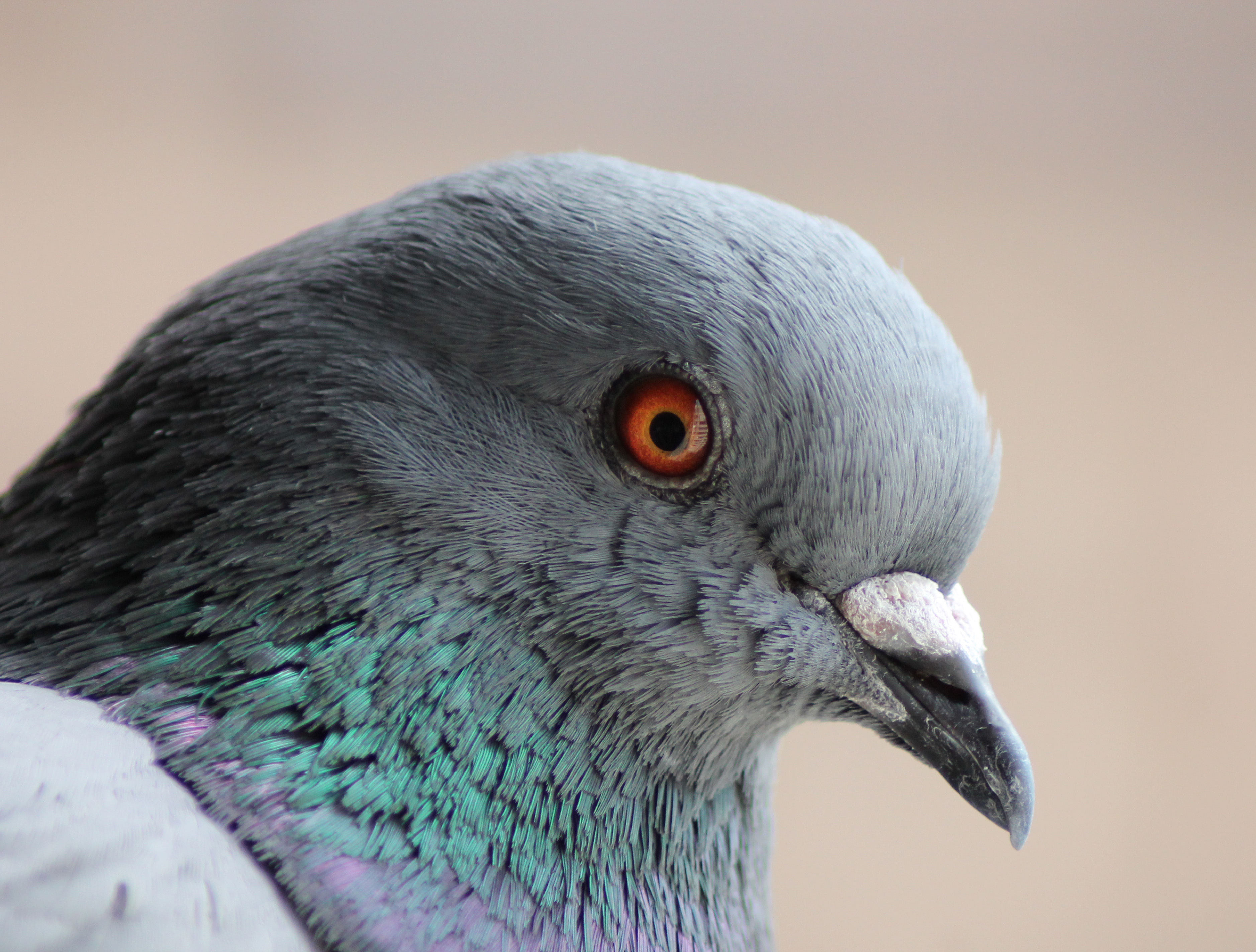 Columba livia (Madrid, Spain) 006