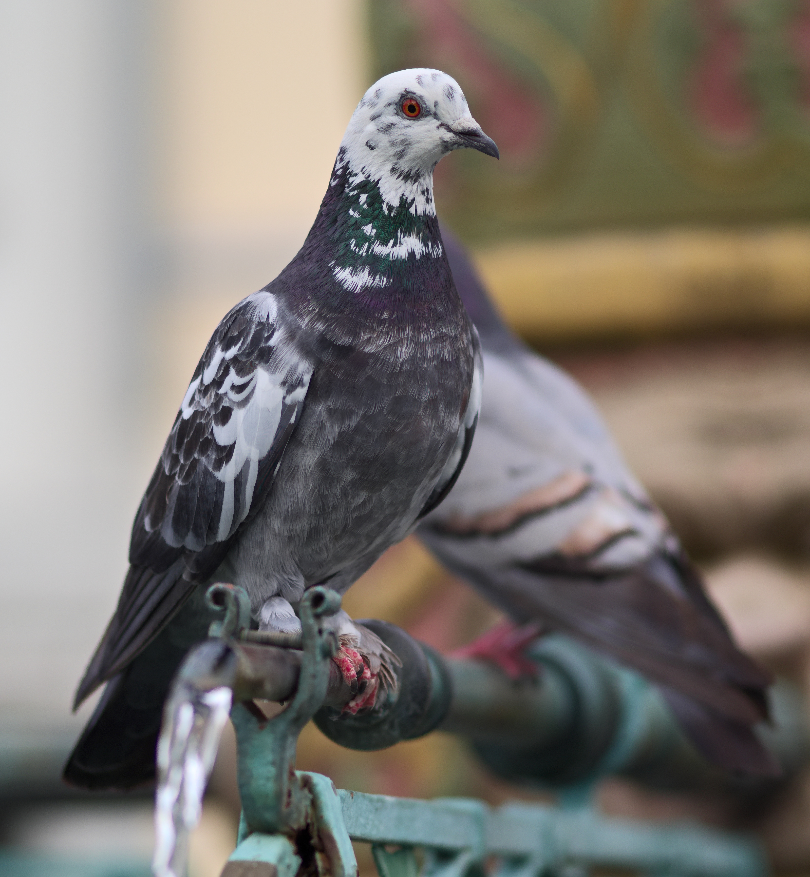 Columba livia well pipe