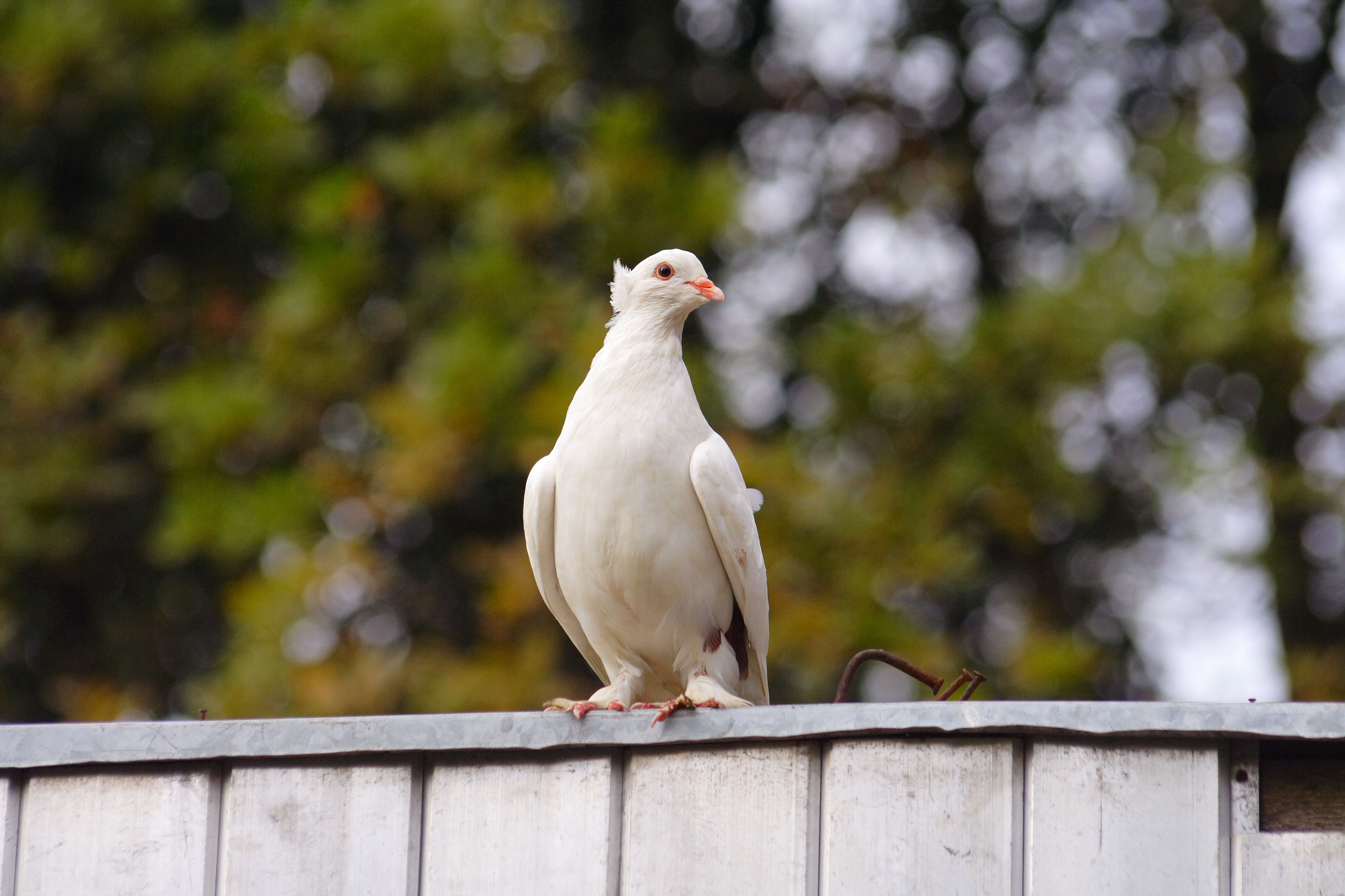 Columba white