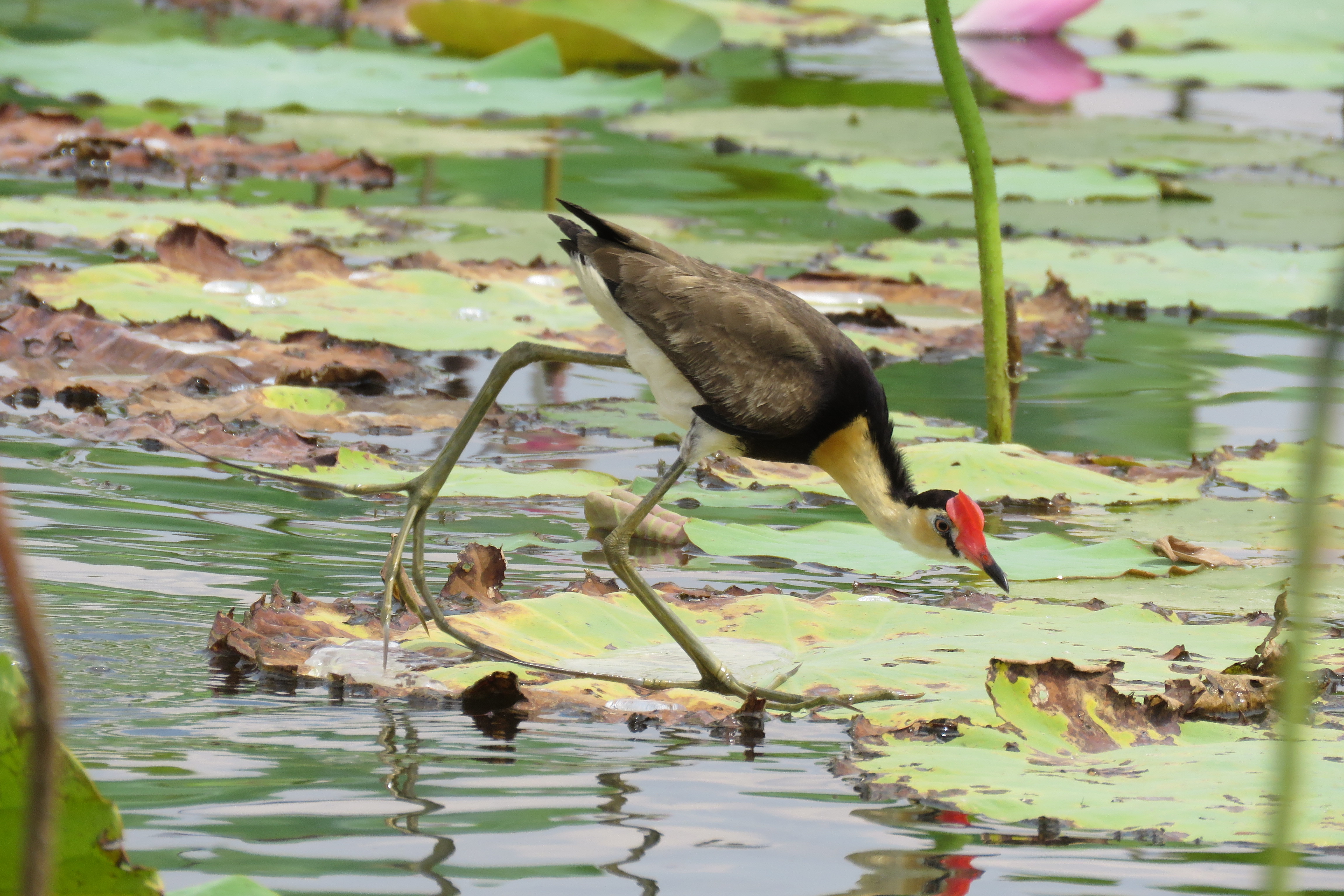 Comb-crested Jacana, Kakadu