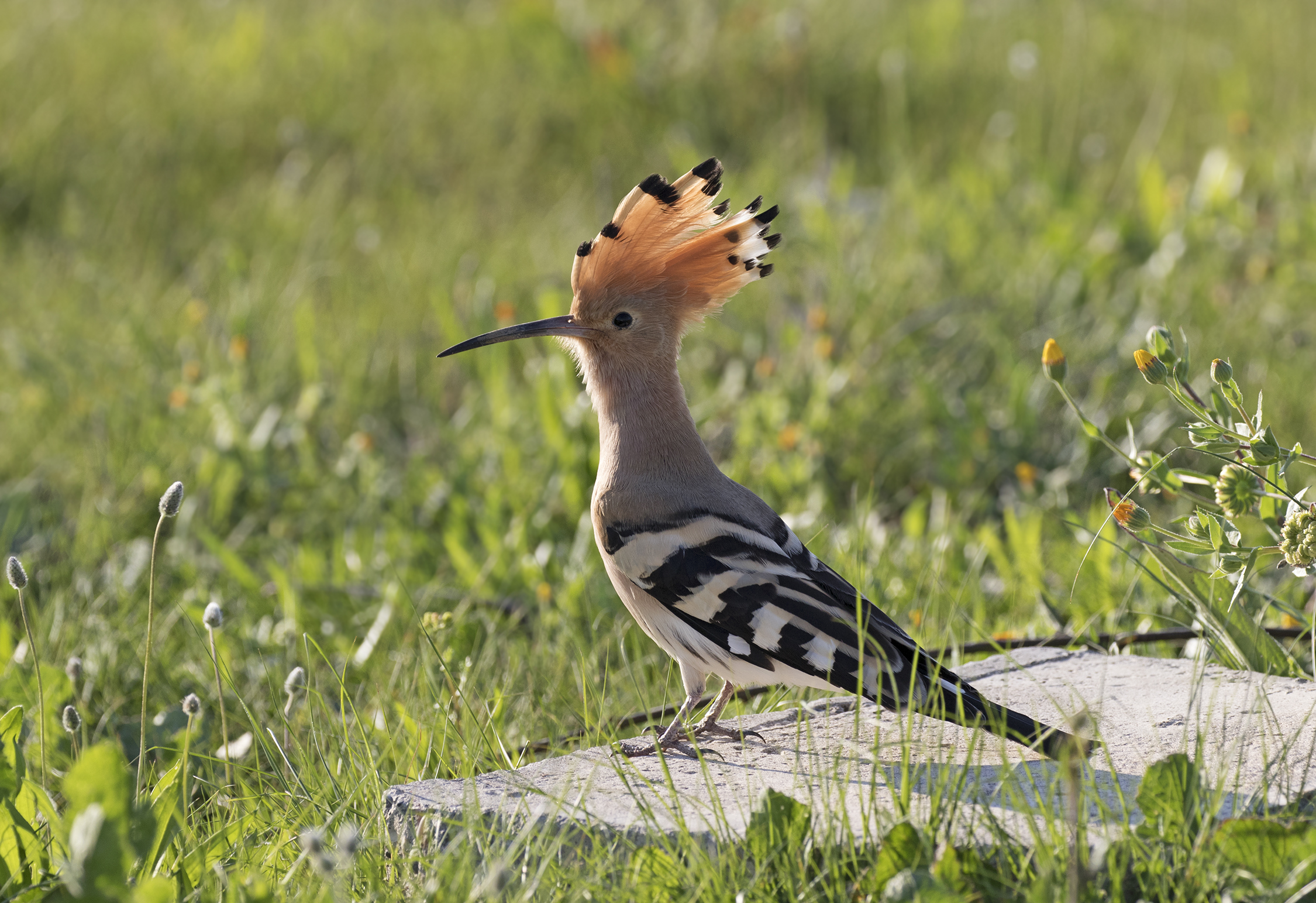 Common hoopoe - Upupa epops 05