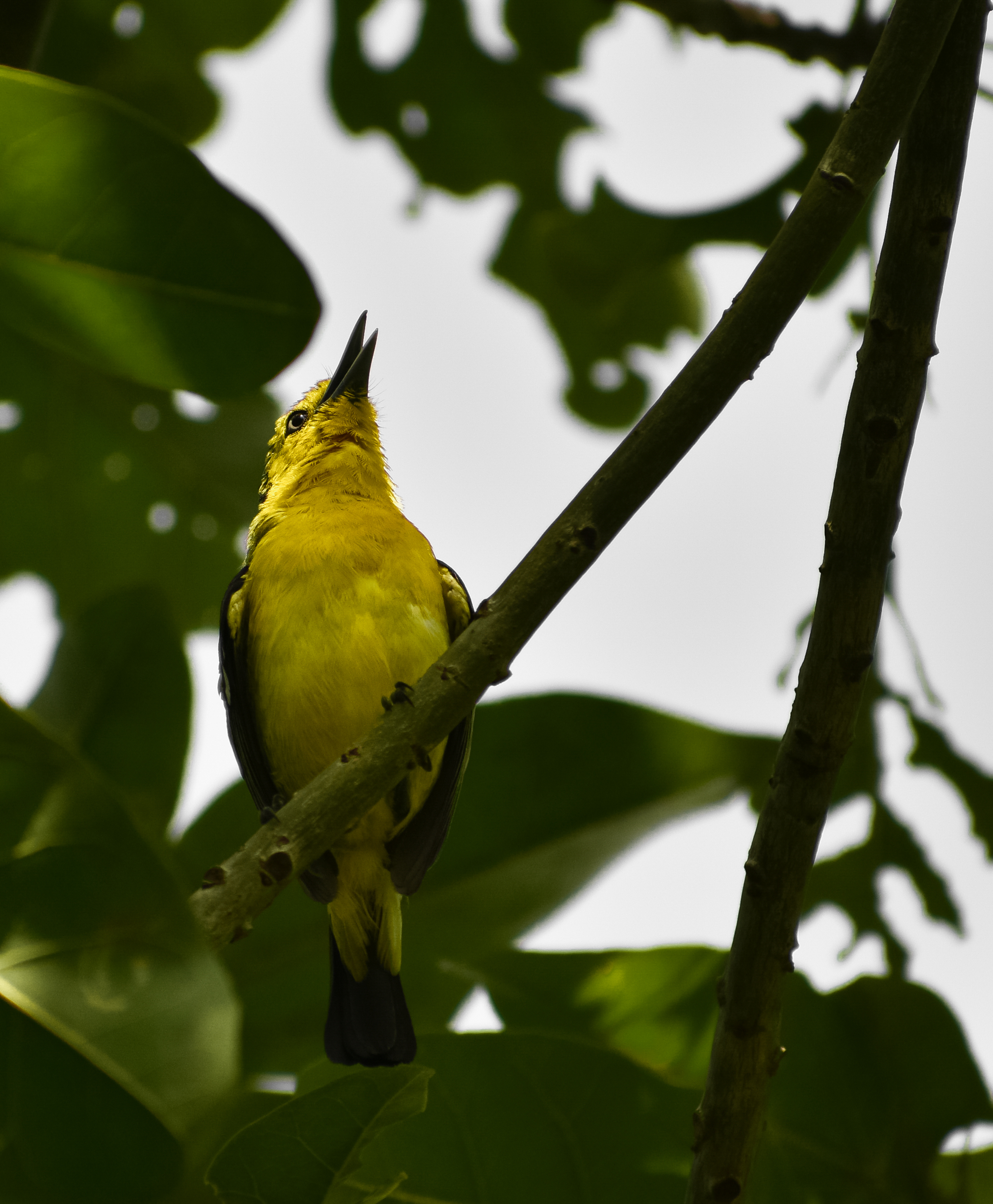 Common Iora (Aegithina tiphia) @ KL