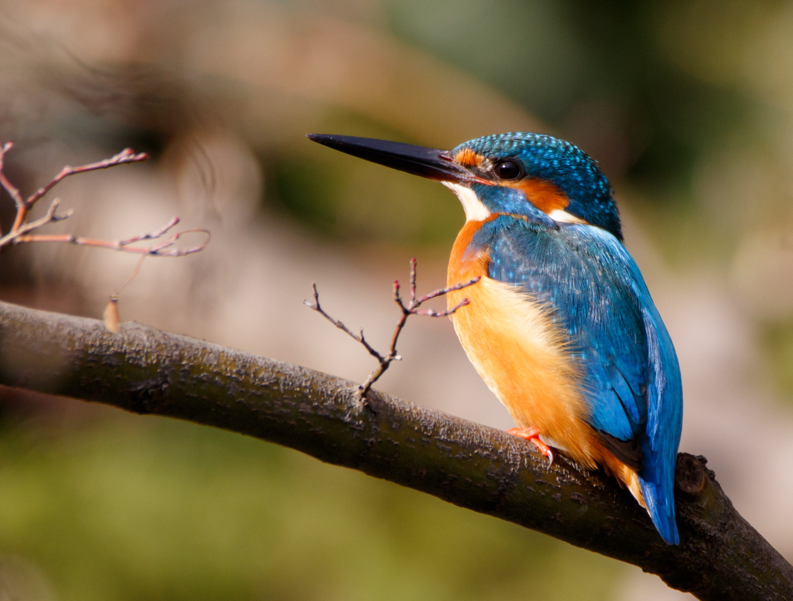 Common kingfisher in Suita, Osaka, December 2016 - 873