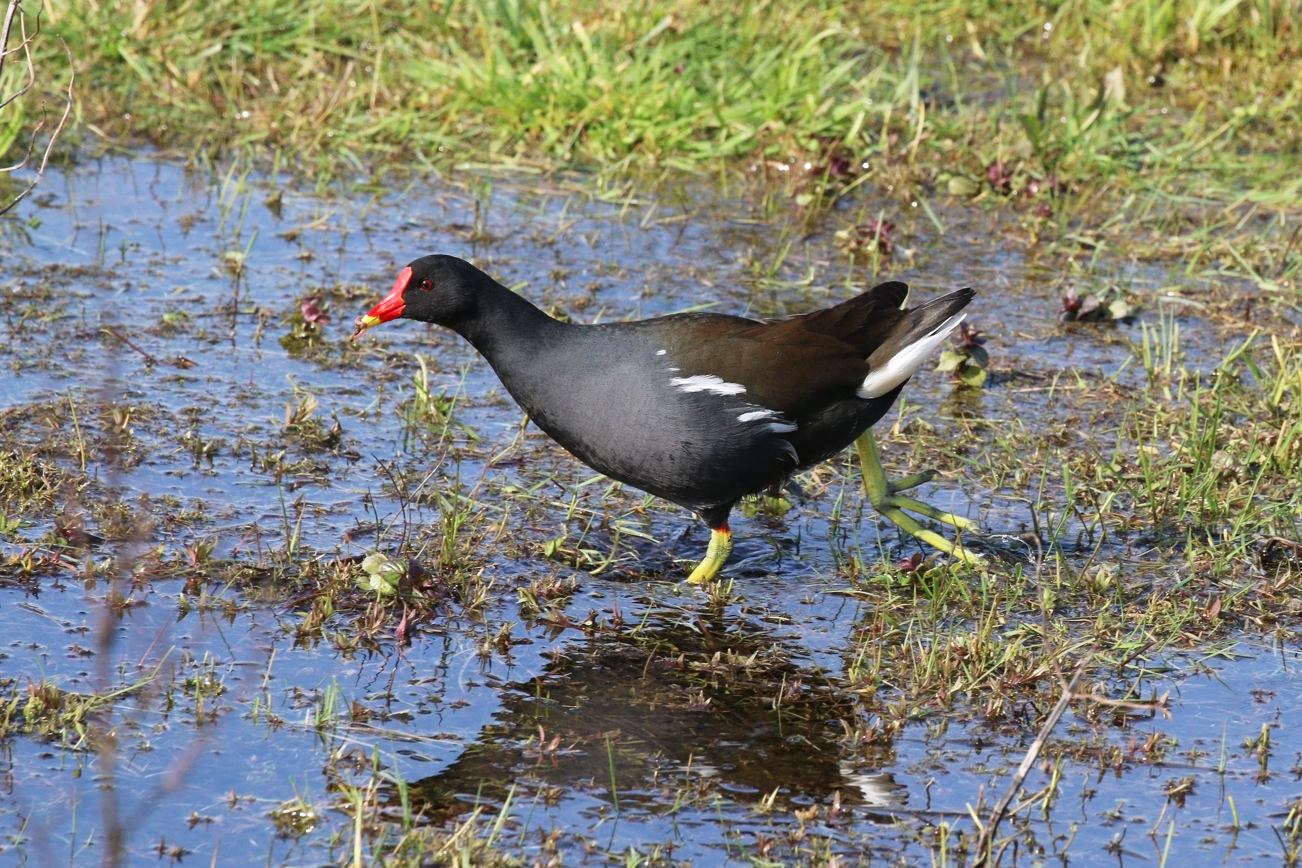 Common moorhen (Gallinula chloropus) with worm